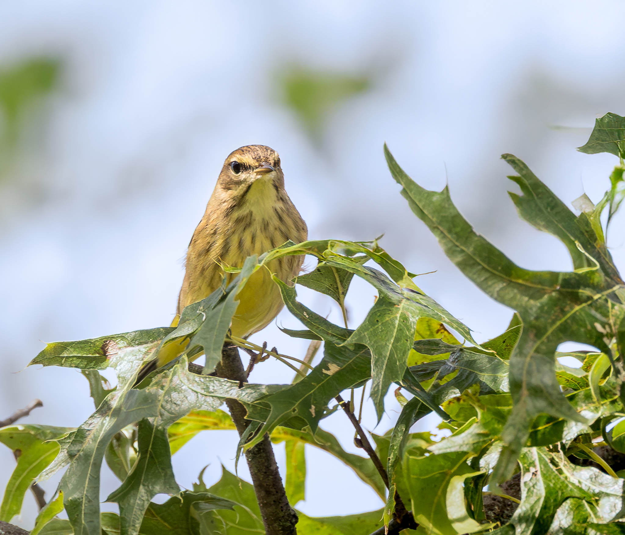 Palm Warbler