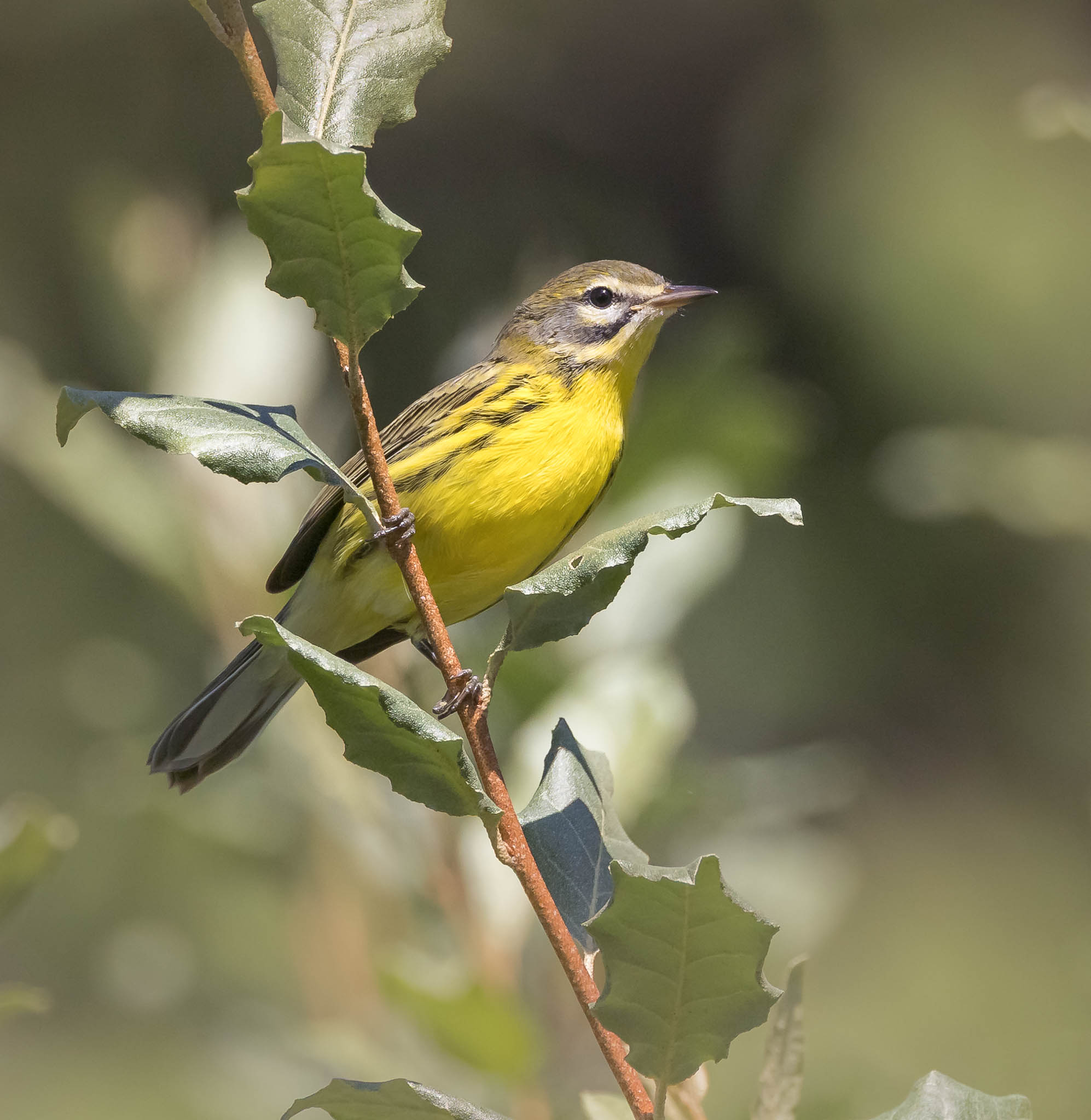 Prairie Warbler
