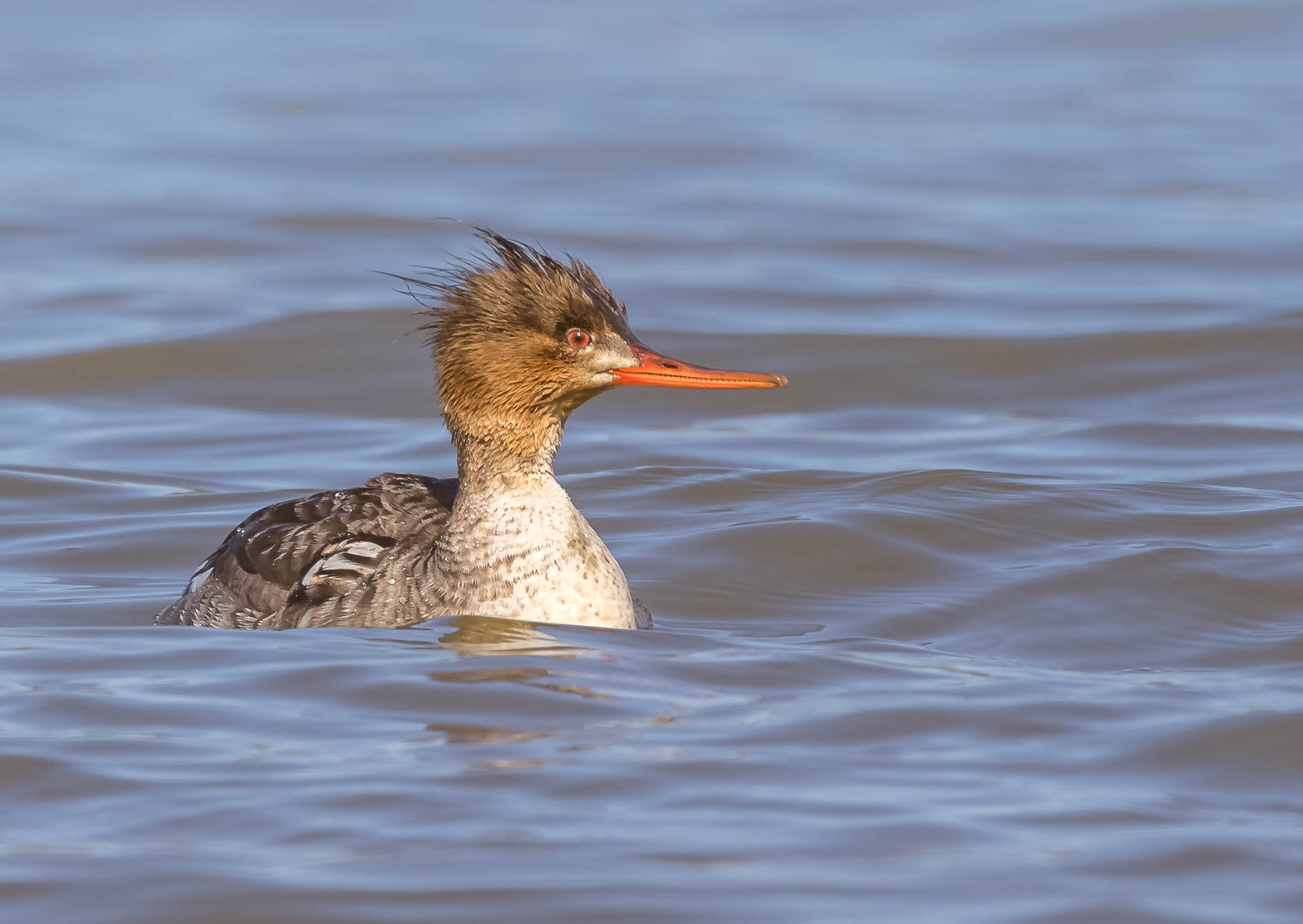 Red Breasted Merganser