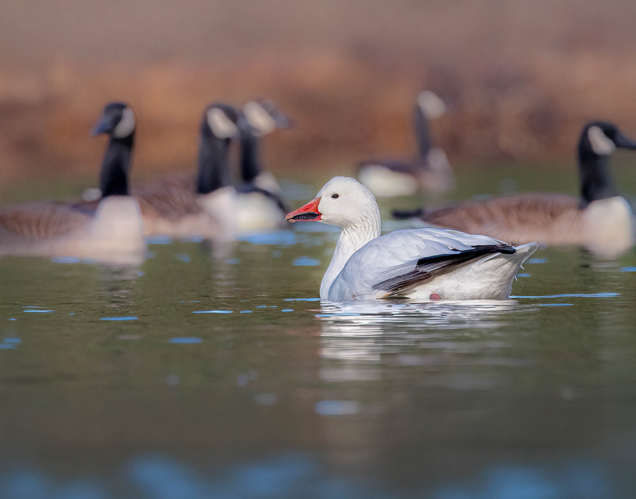 Snow Goose
