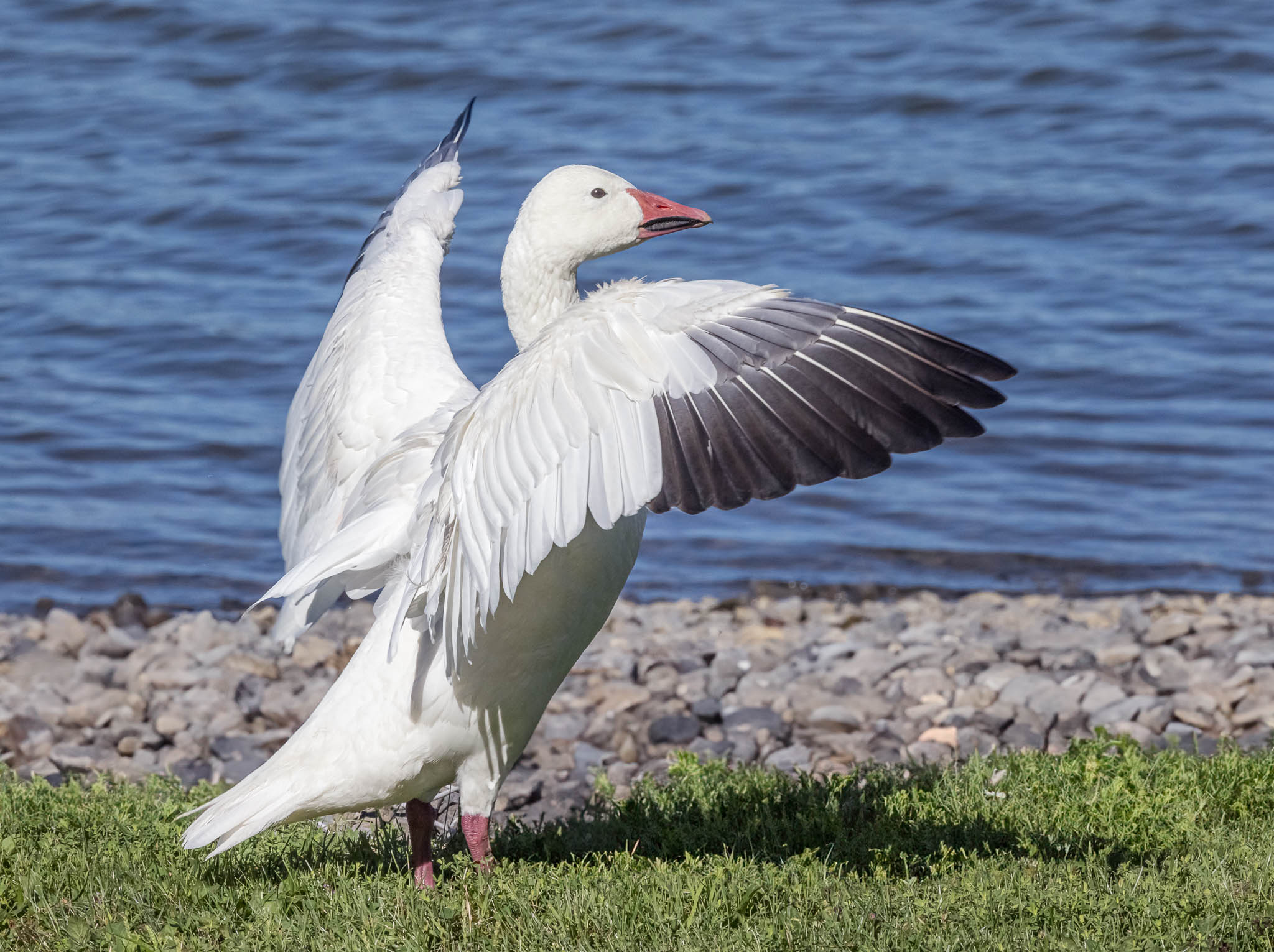 Snow Goose