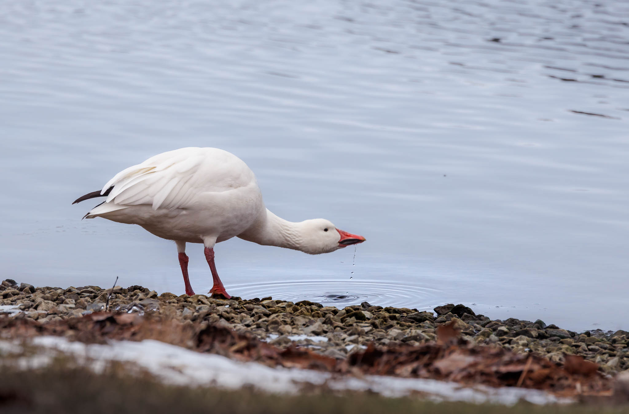 Snow Goose