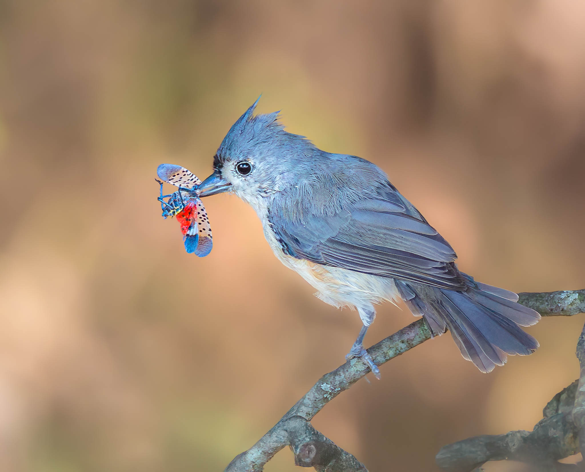 Tufted Titmouse