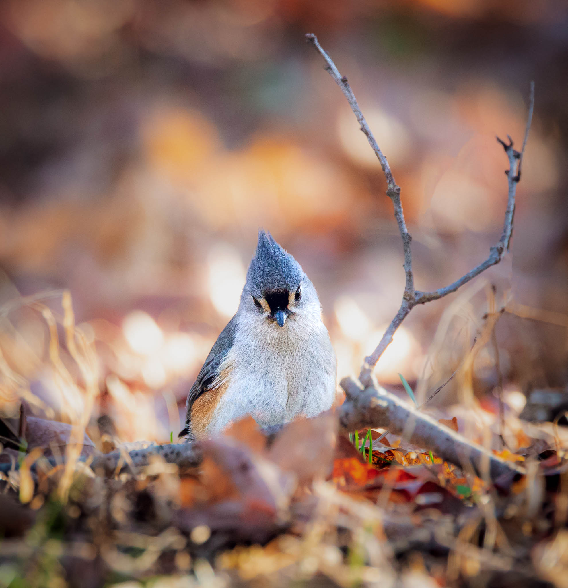 Tufted Titmouse