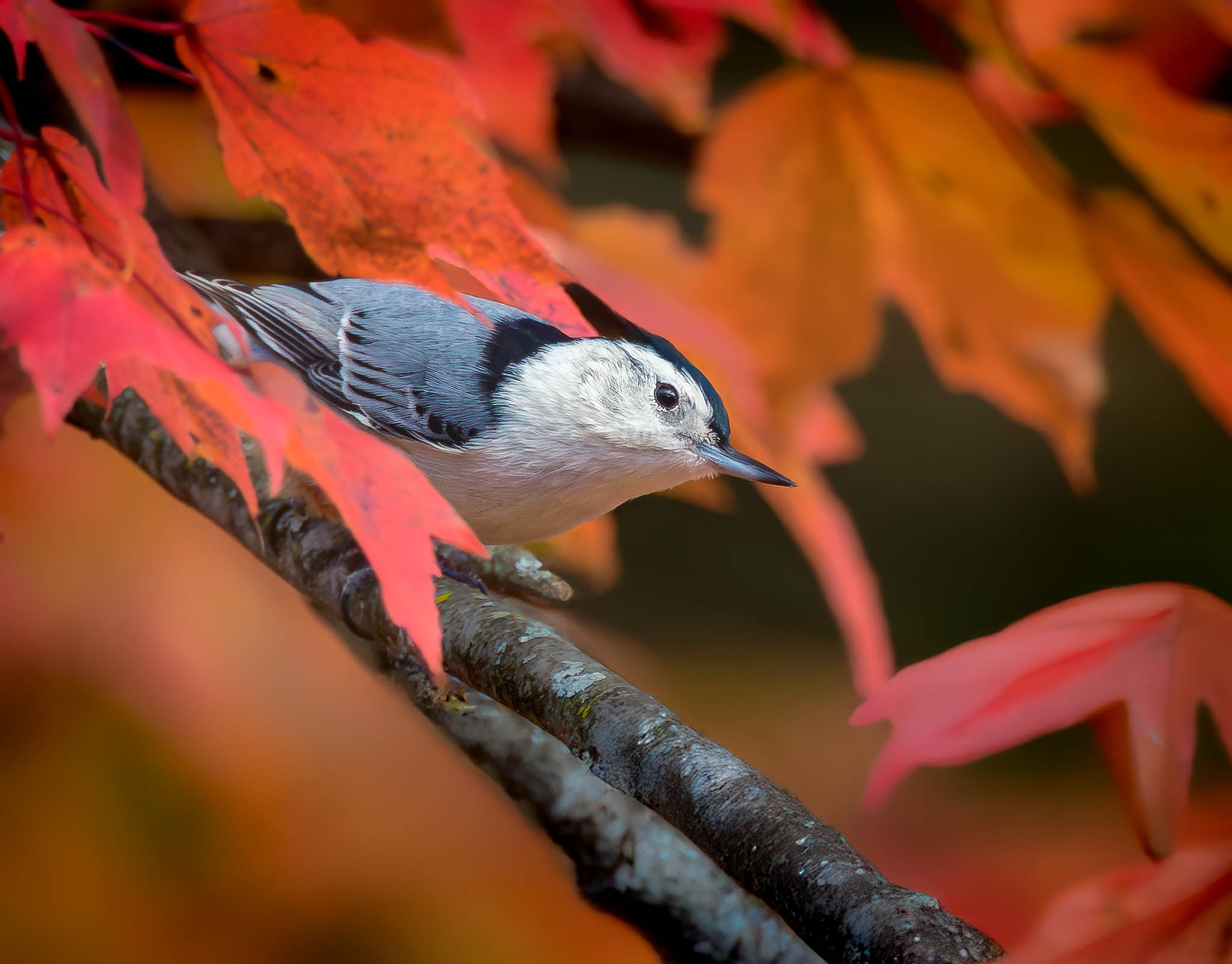 White Breasted Nuthatch