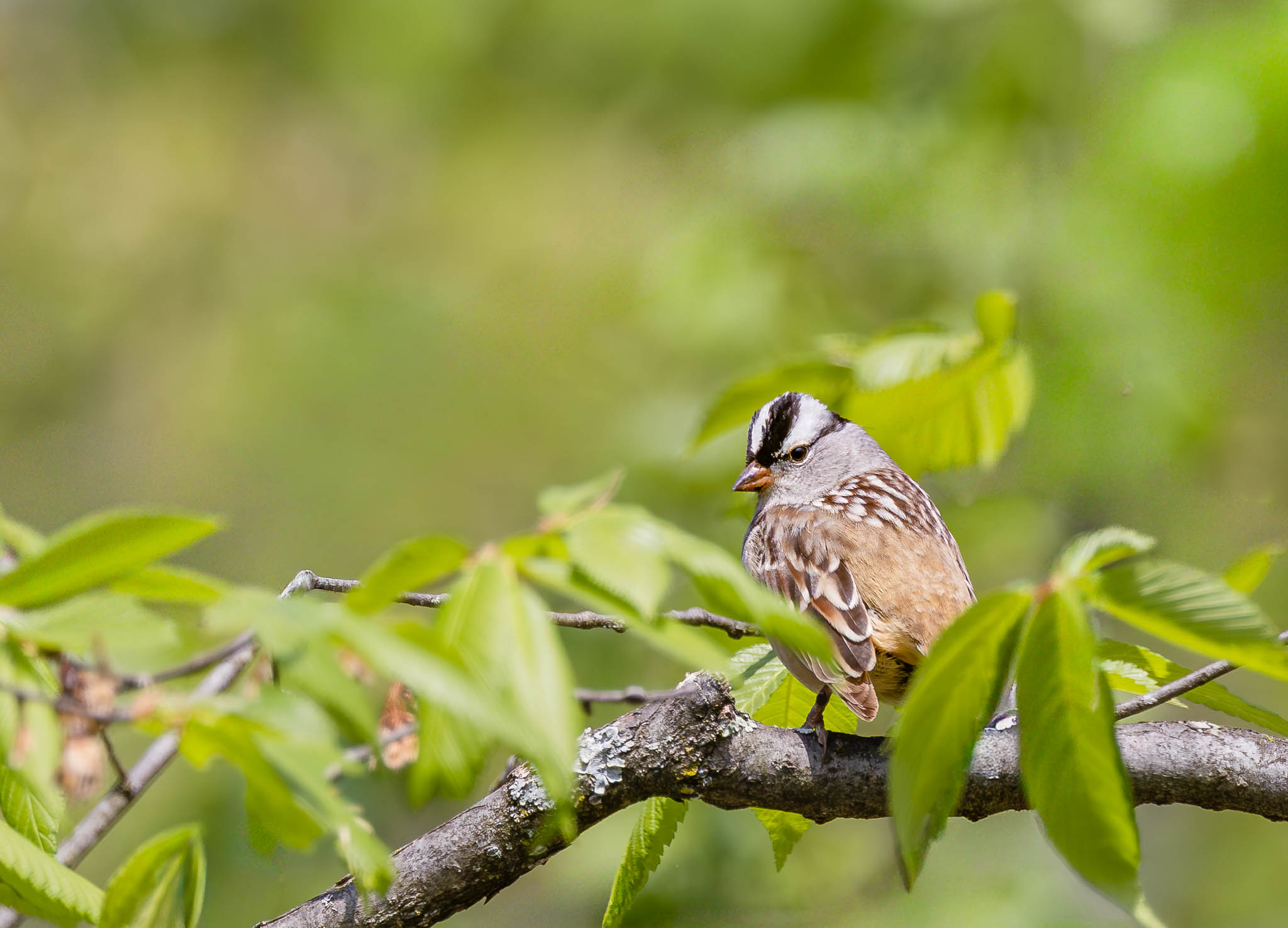 White Crowned Sparrow