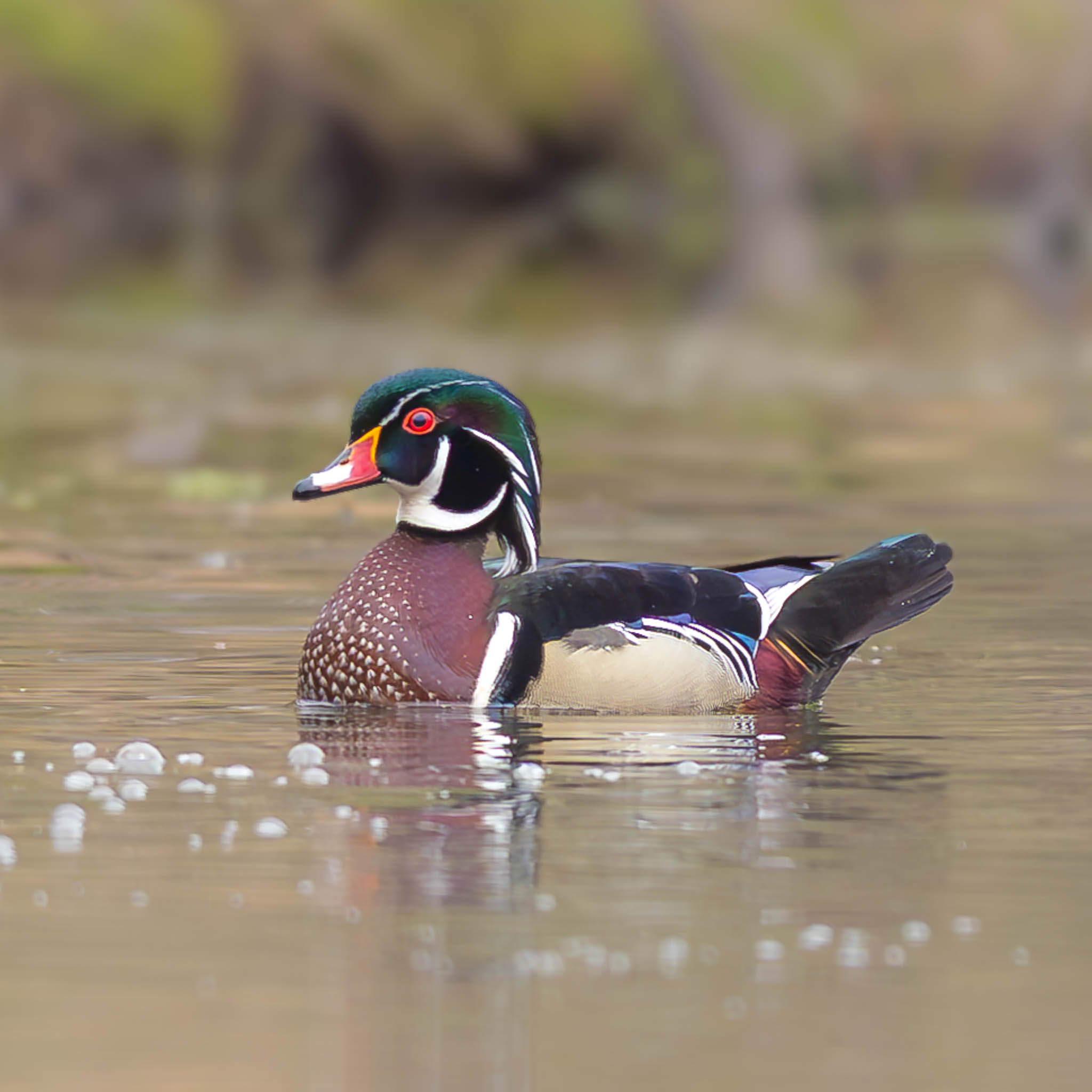 Wood Duck