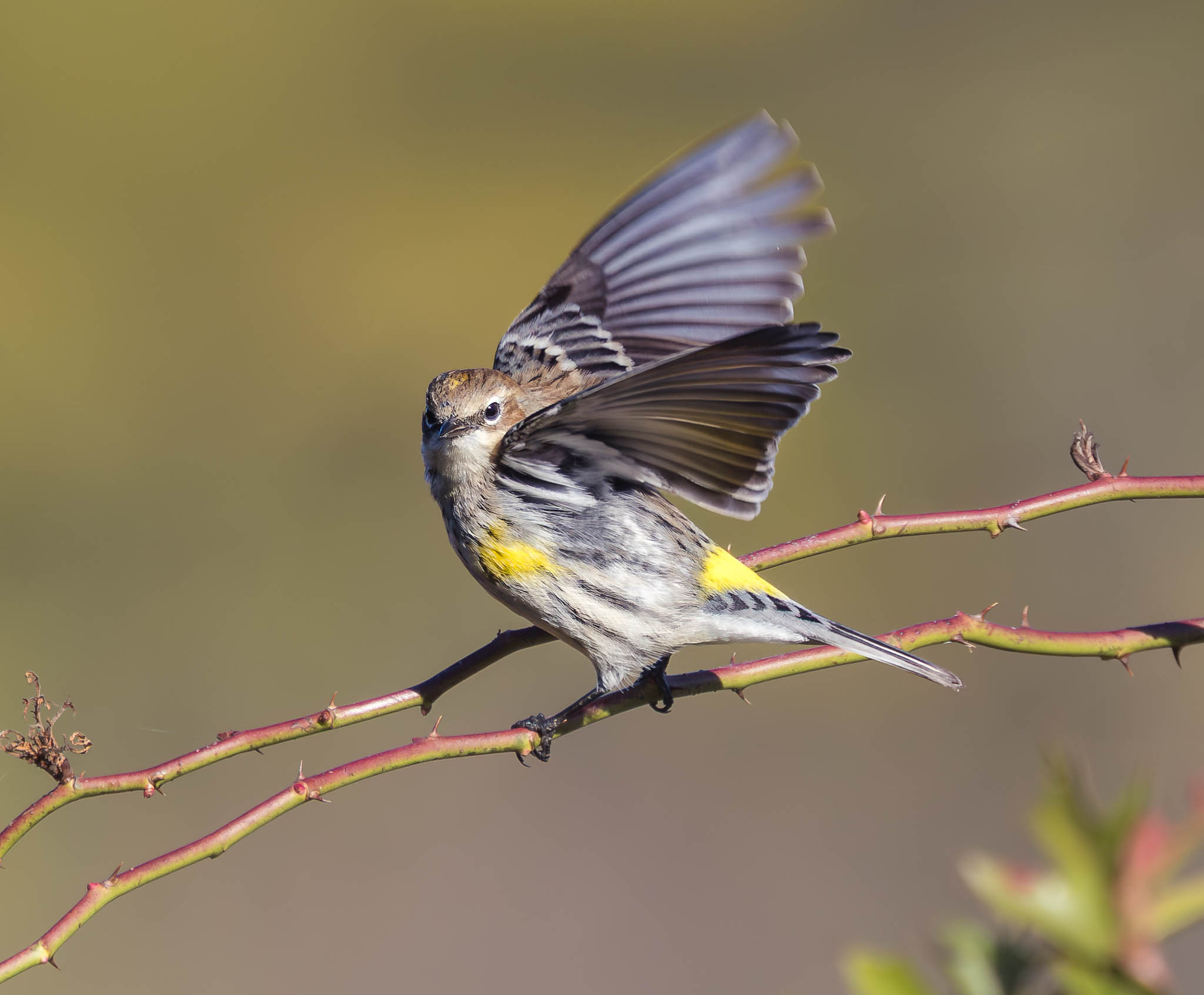 Yellow Rumped Warbler