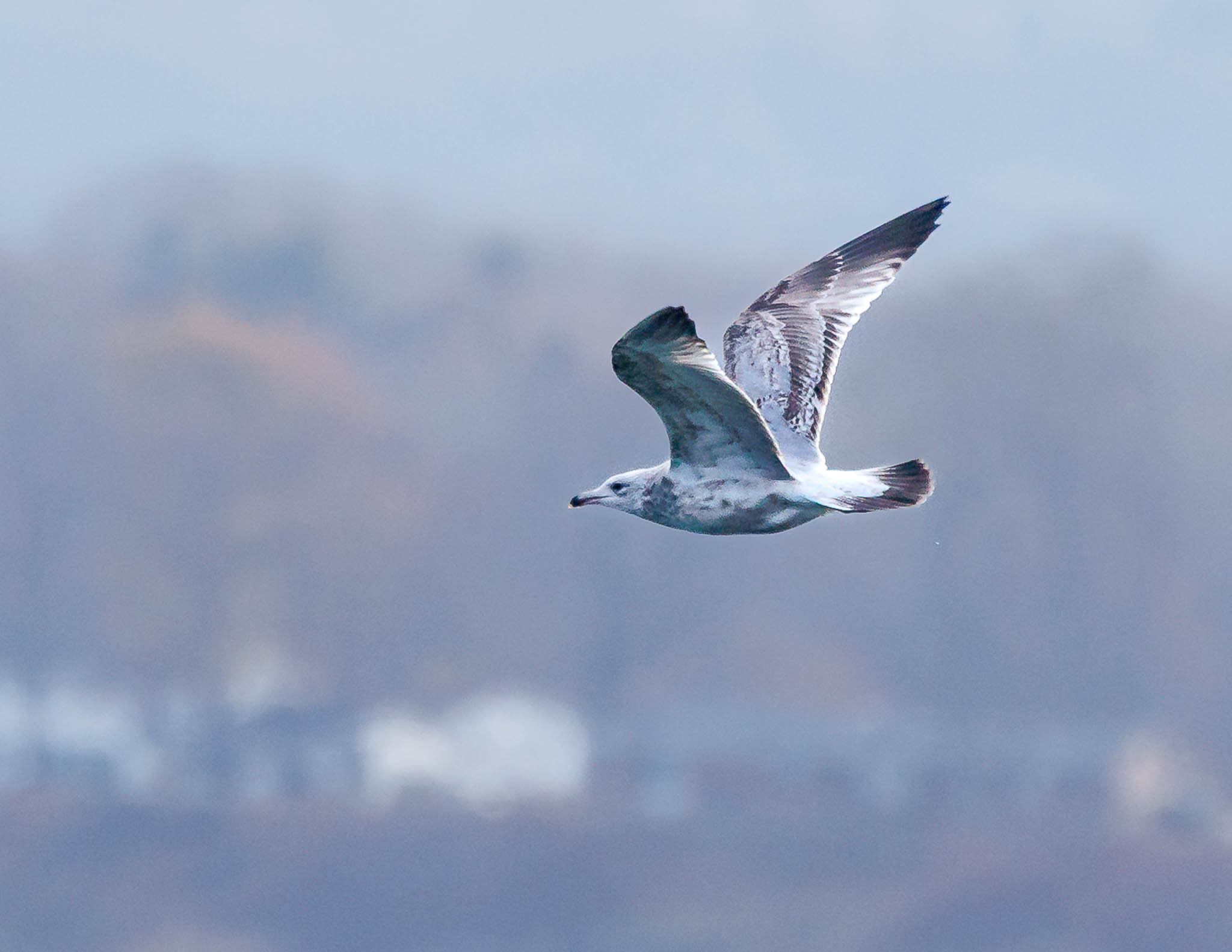 American Herring Gull