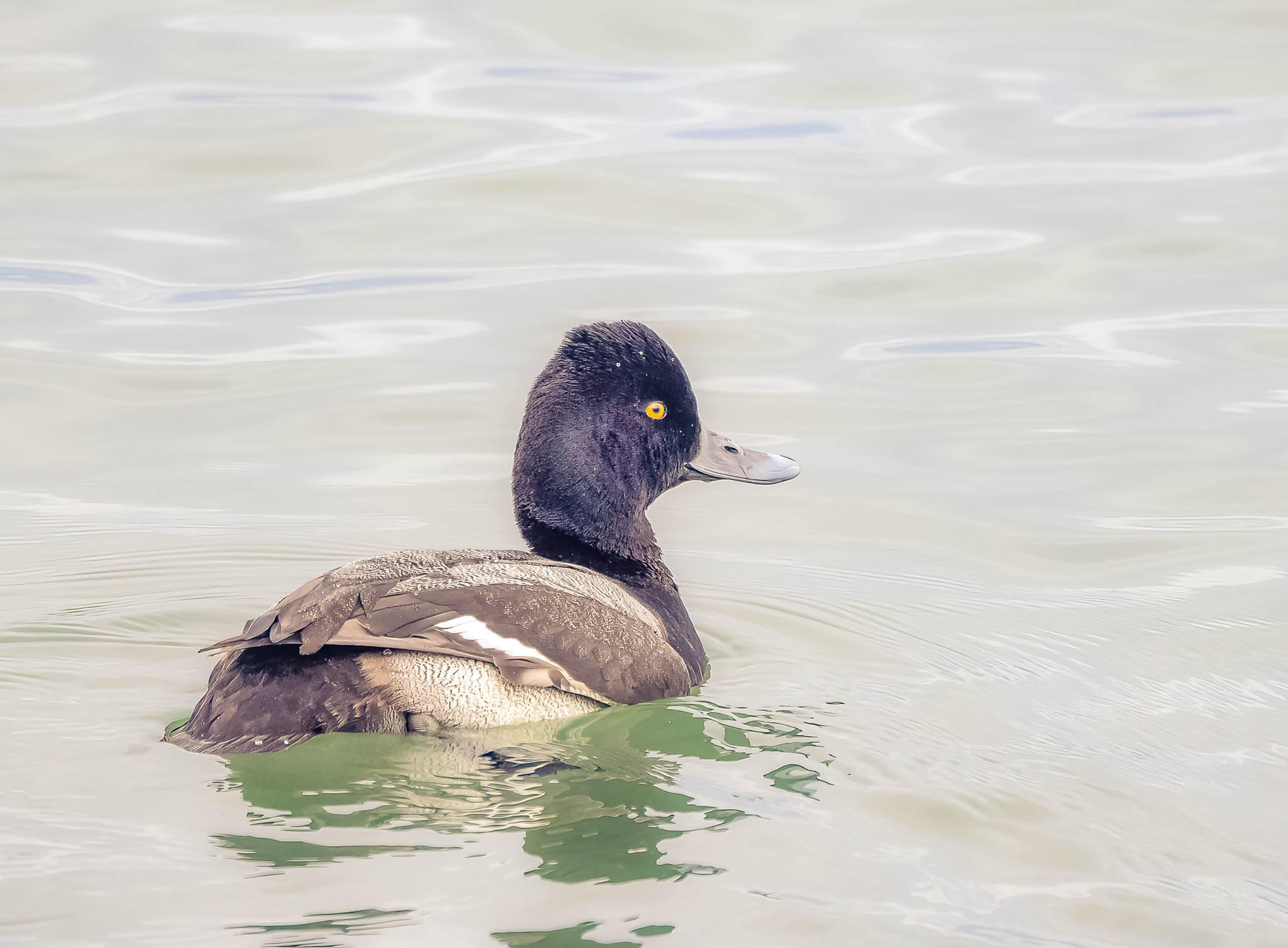 Lesser Scaup