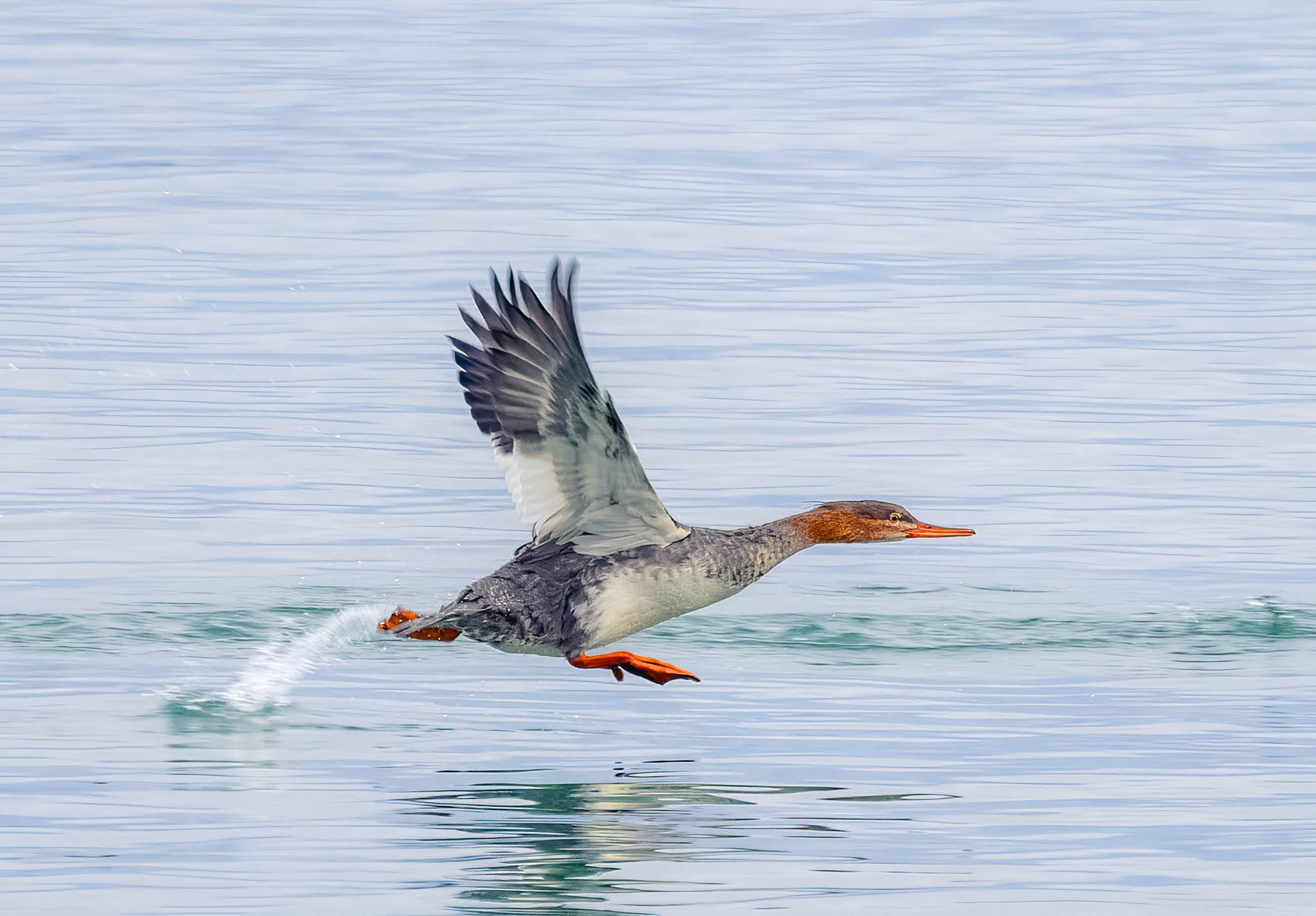 Red Breasted Merganser