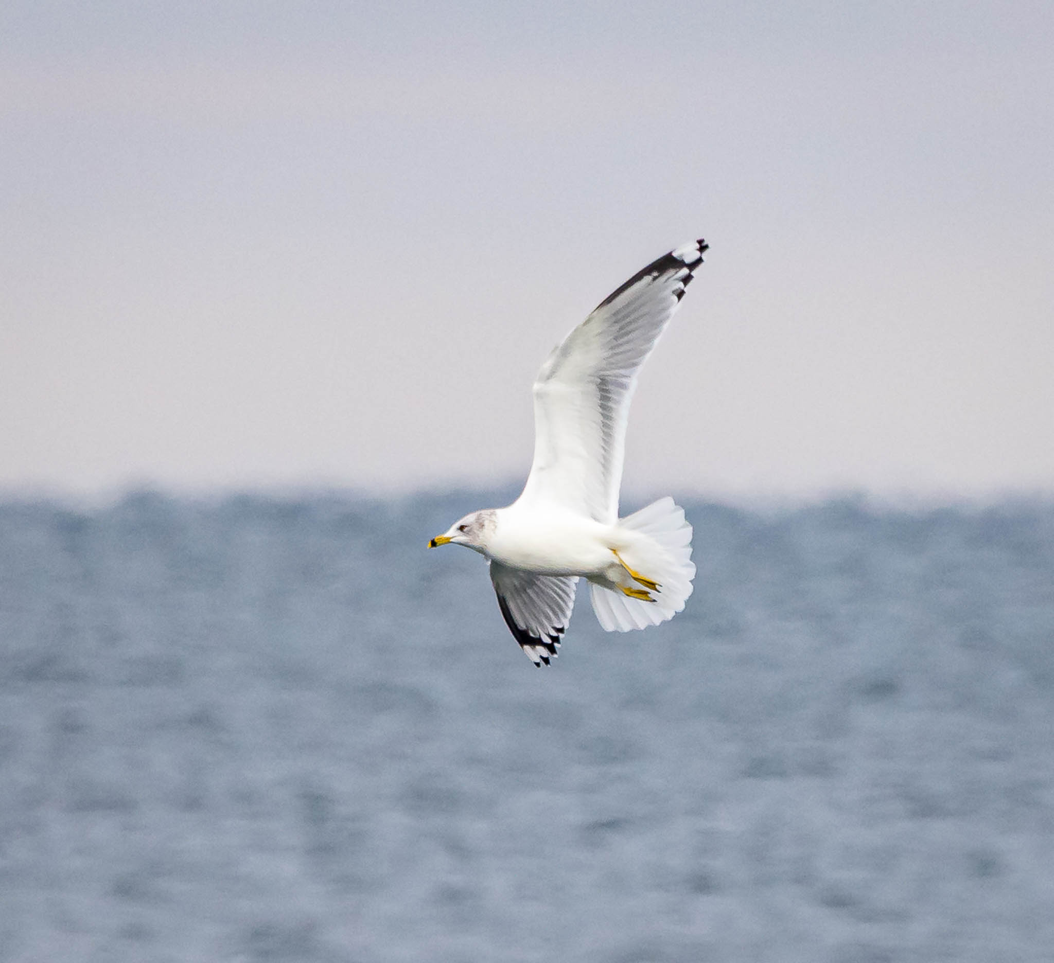 Ring Billed Gull