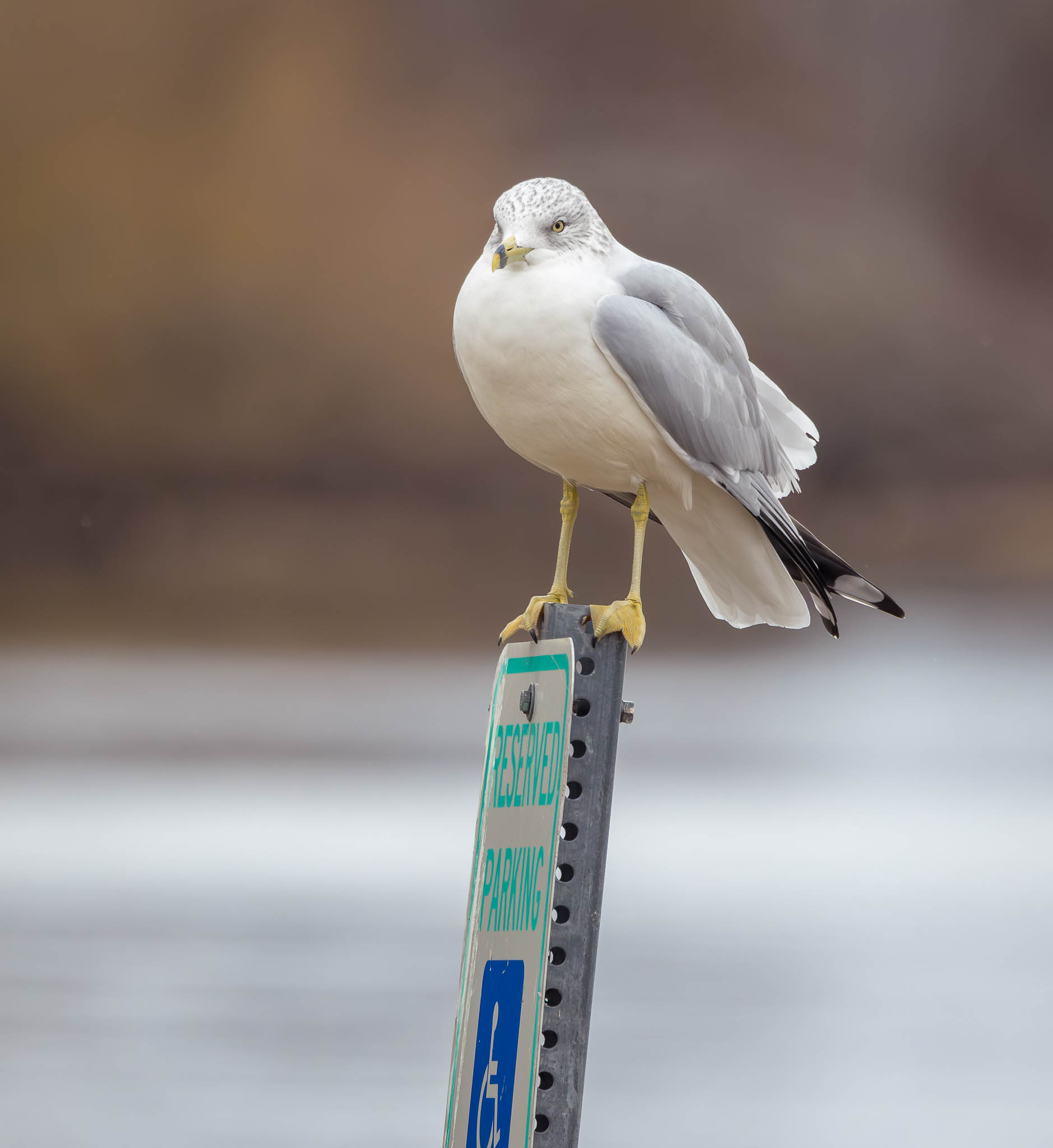 Ring Billed Gull