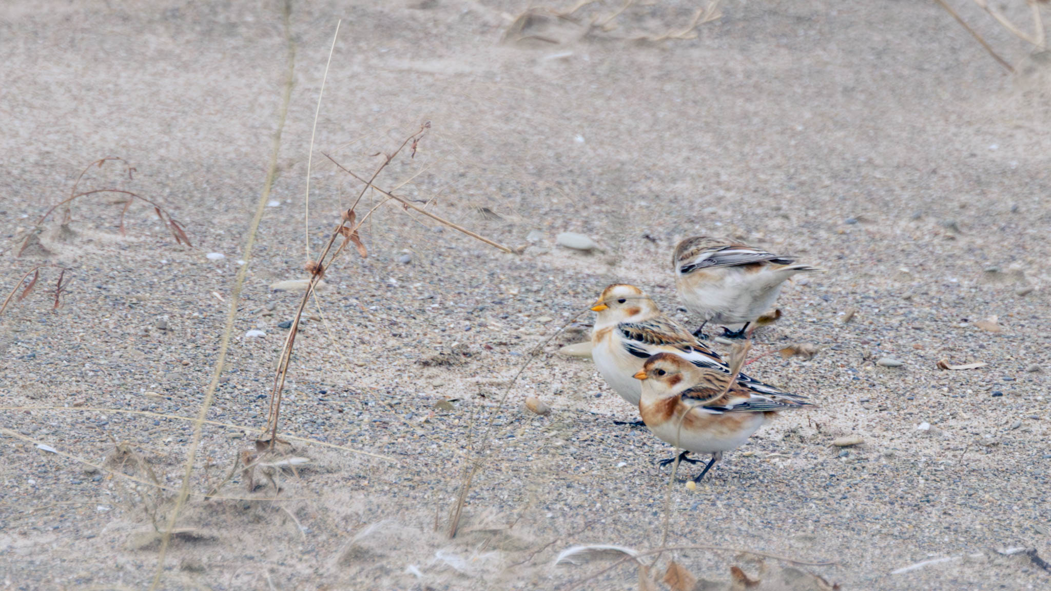 Snow Bunting