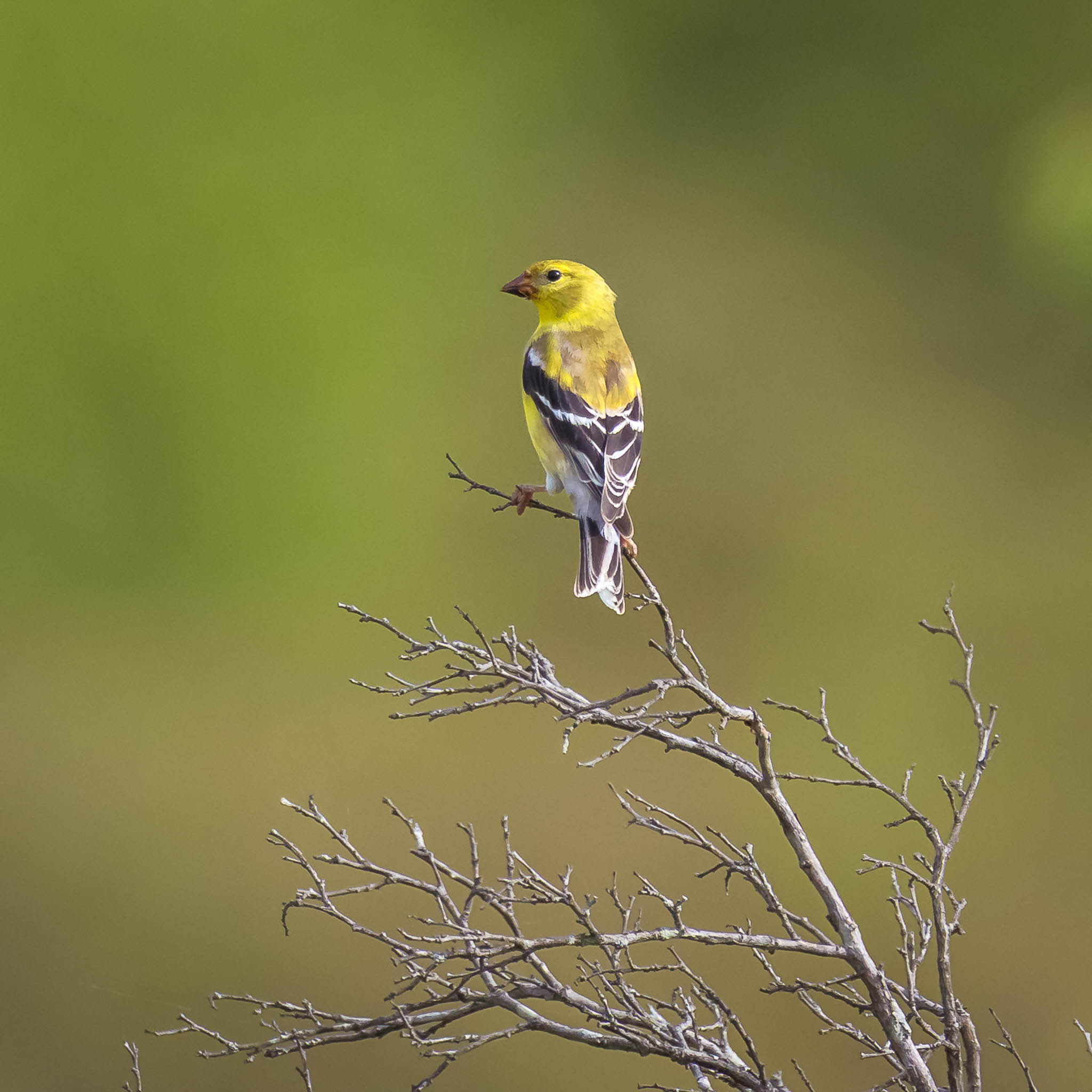 American Goldfinch