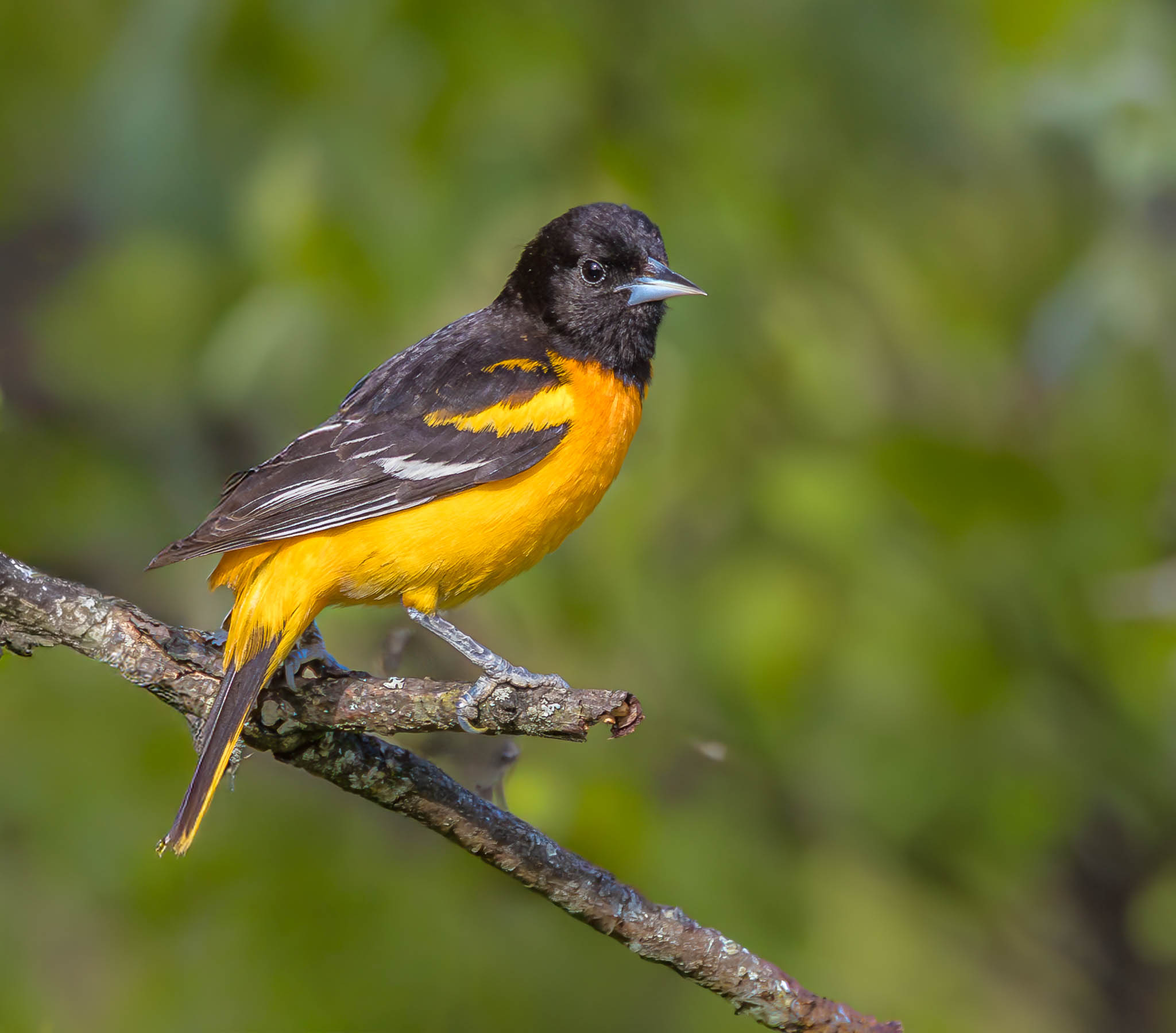 Baltimore Oriole
