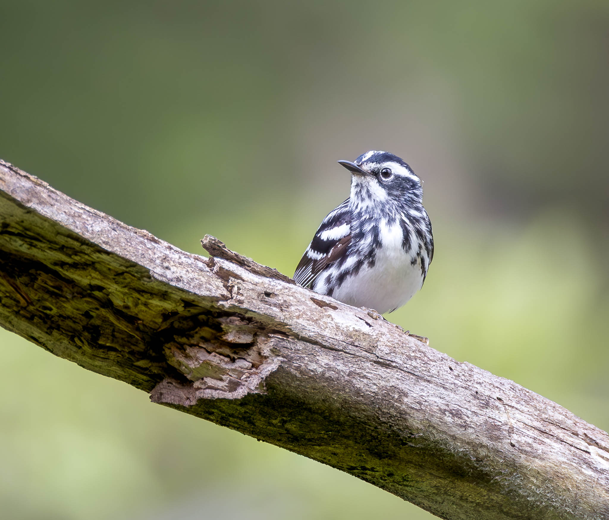 Black And White Warbler