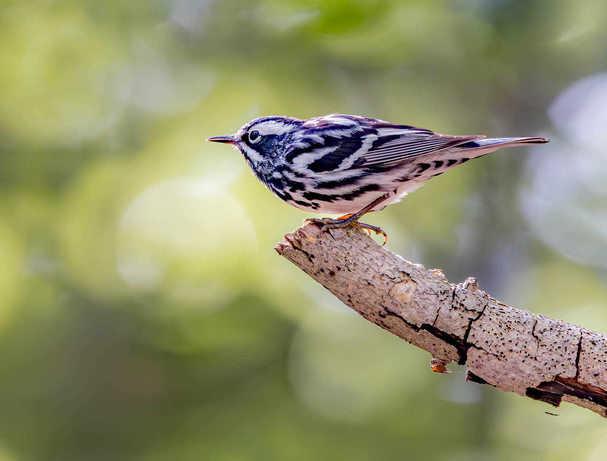Black And White Warbler