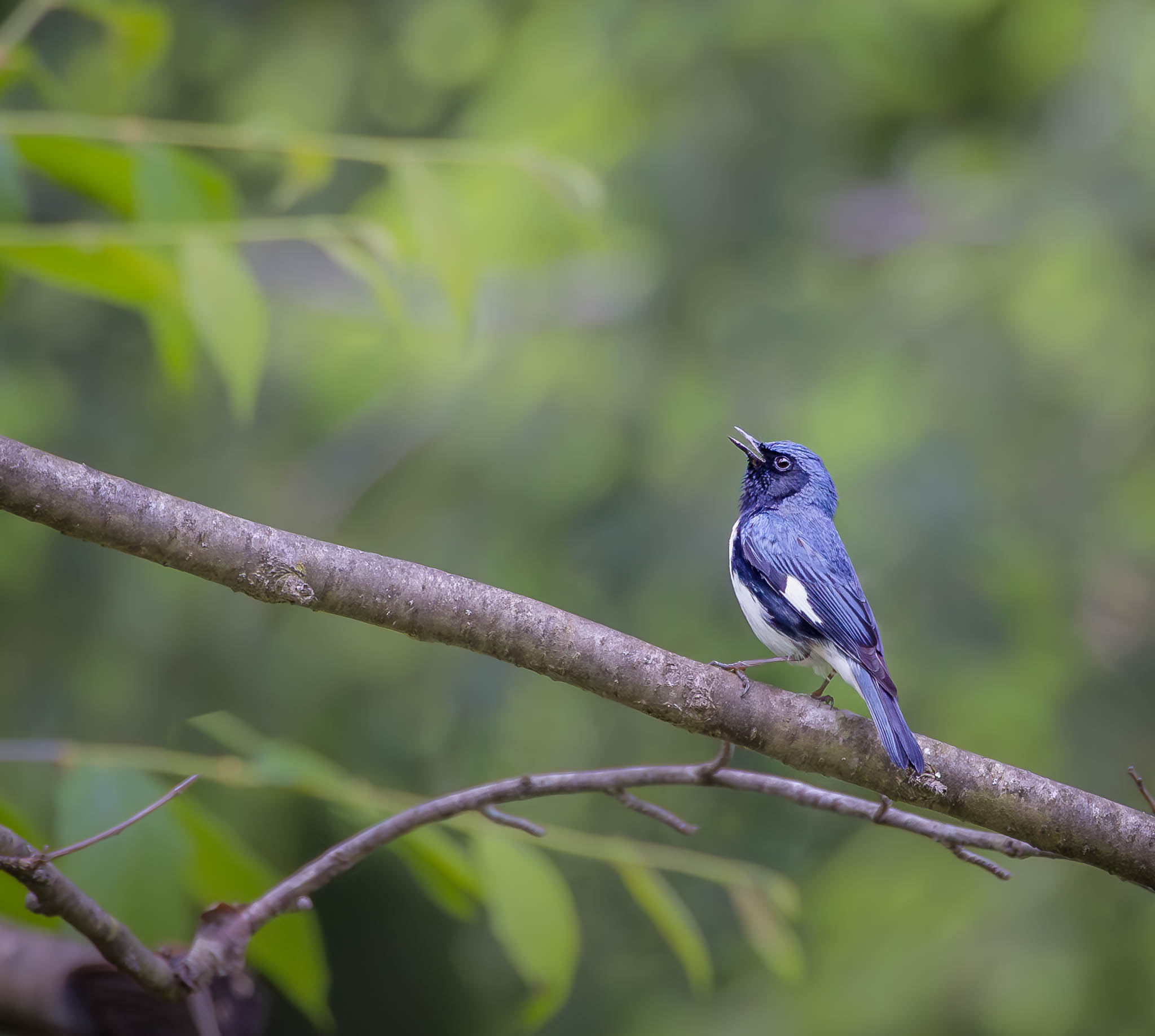 Black Throated Blue Warbler