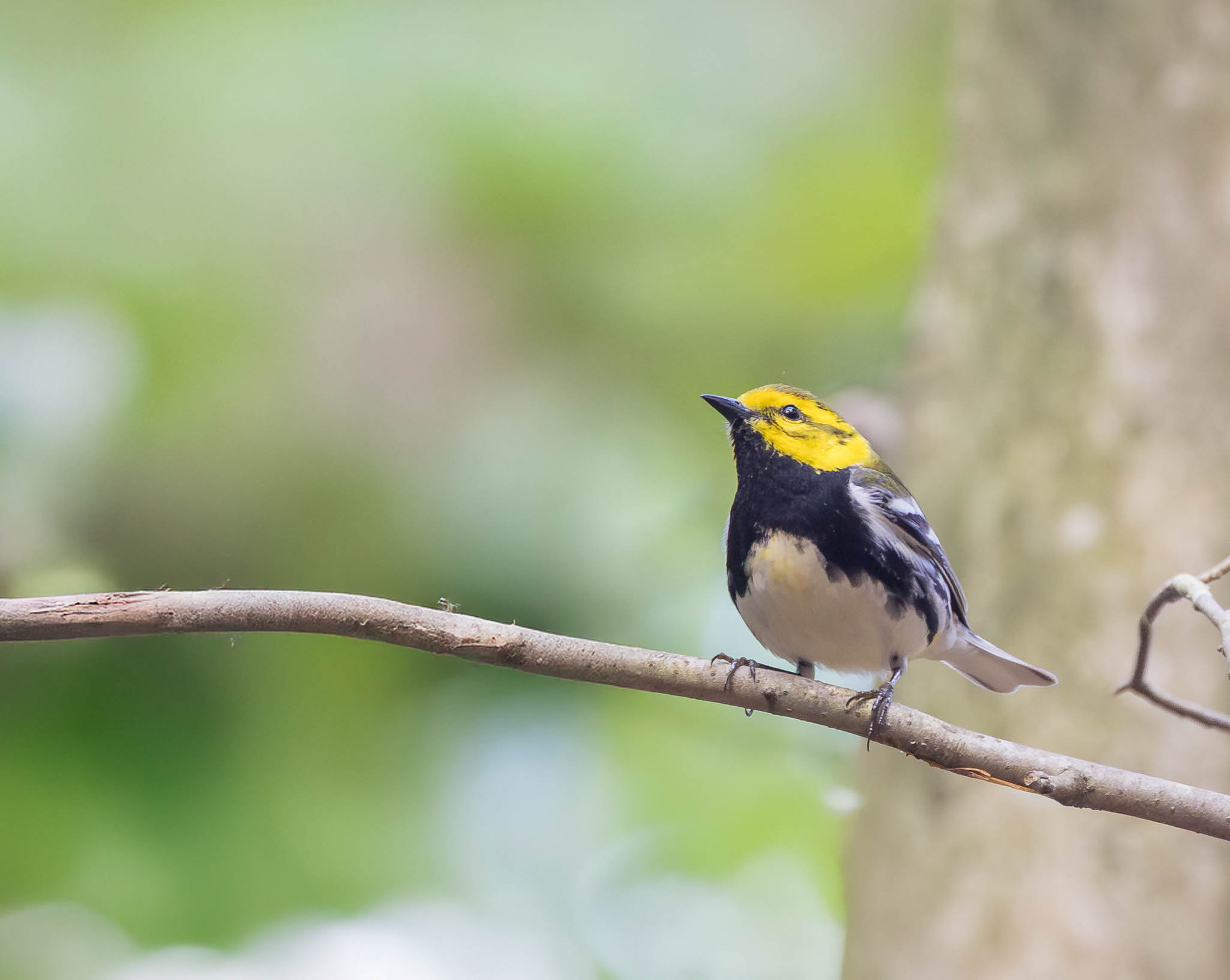 Black Throated Green Warbler