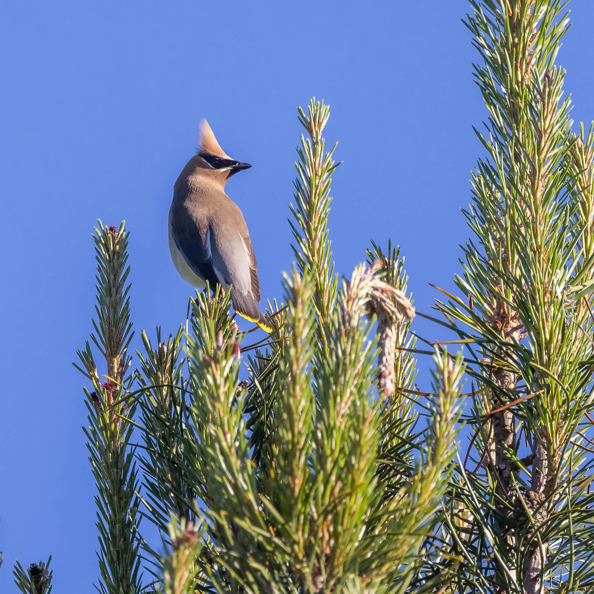 Cedar Waxwing
