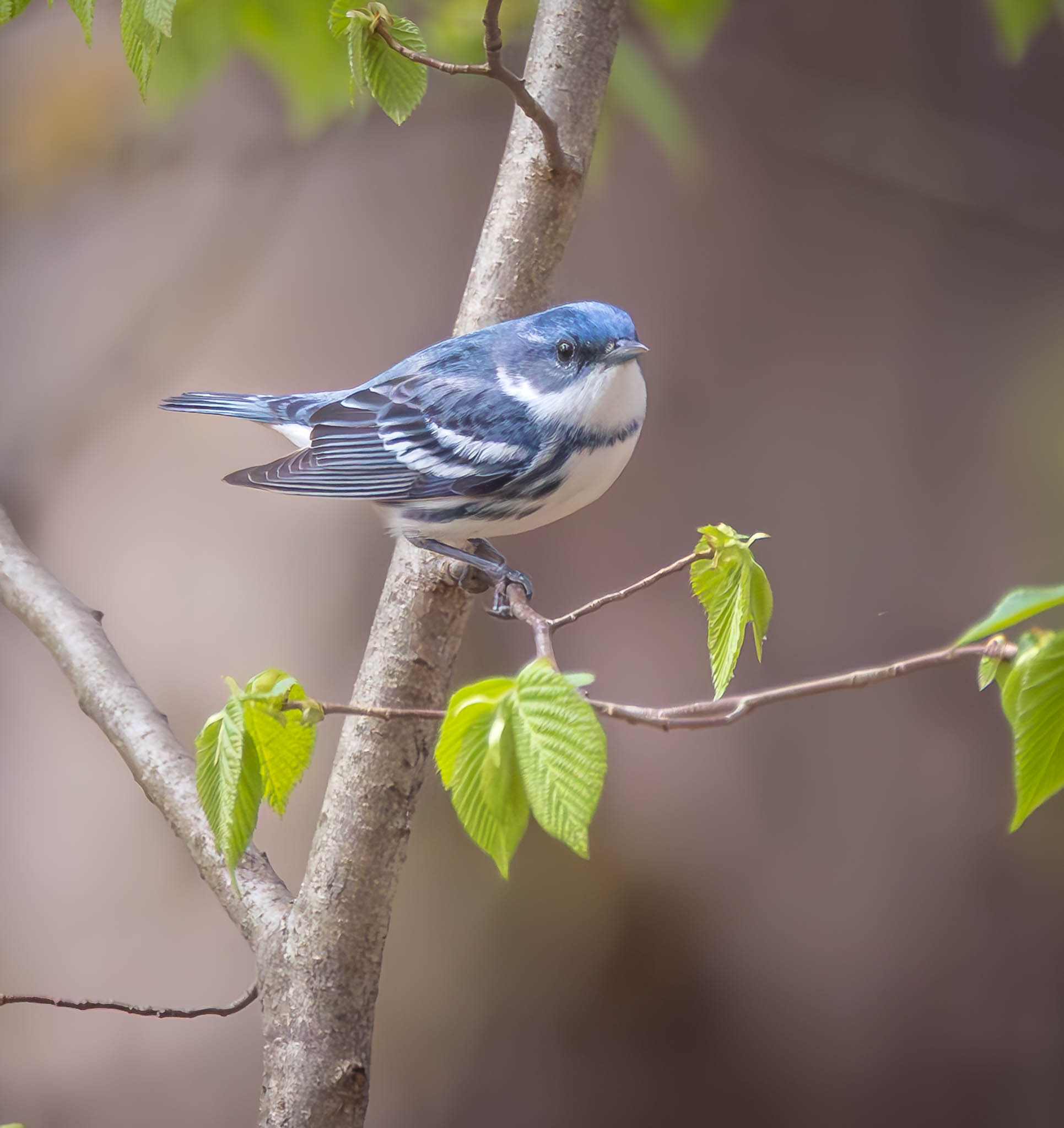 Cerulean Warbler