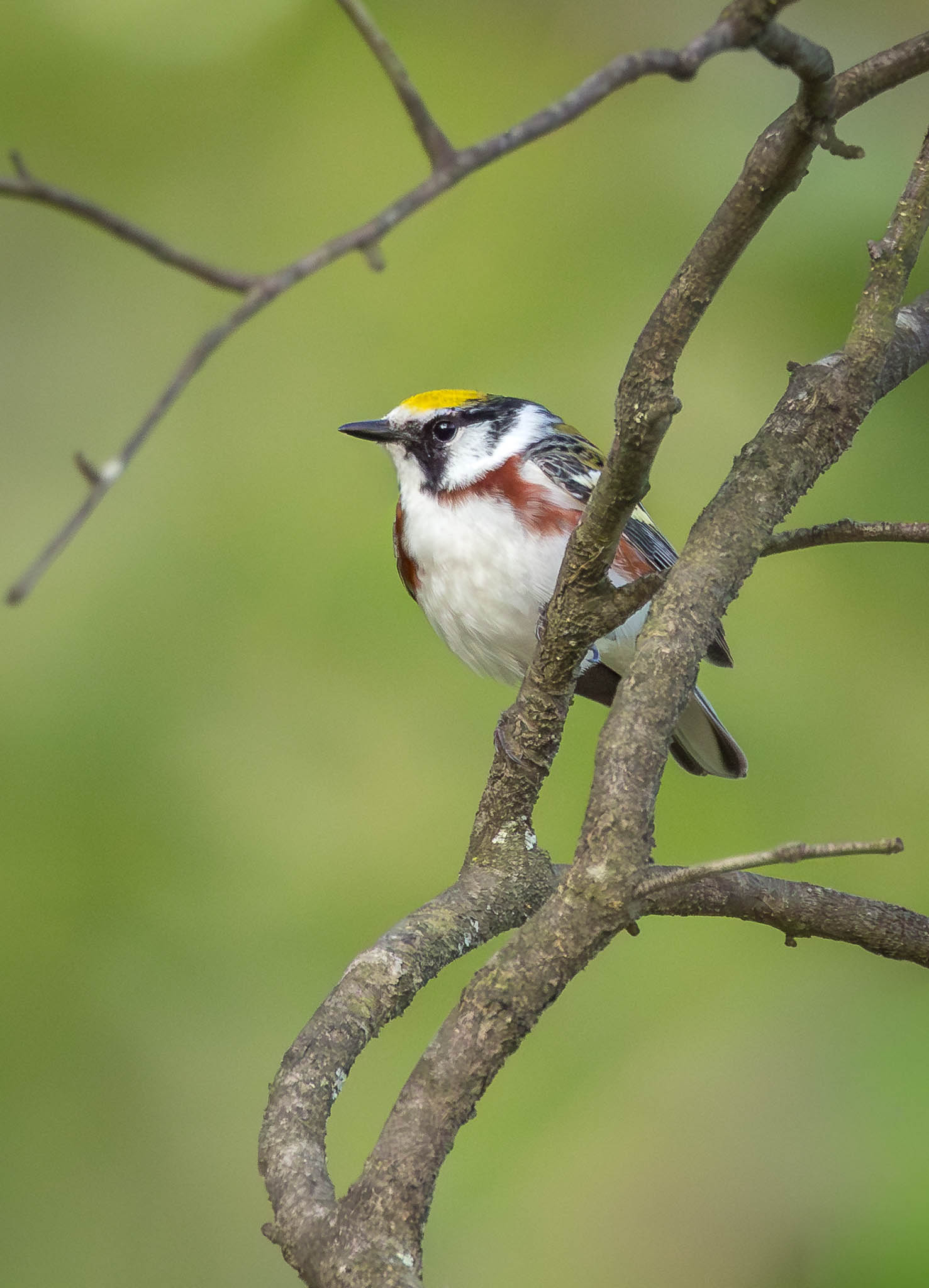 Chestnut Sided Warbler