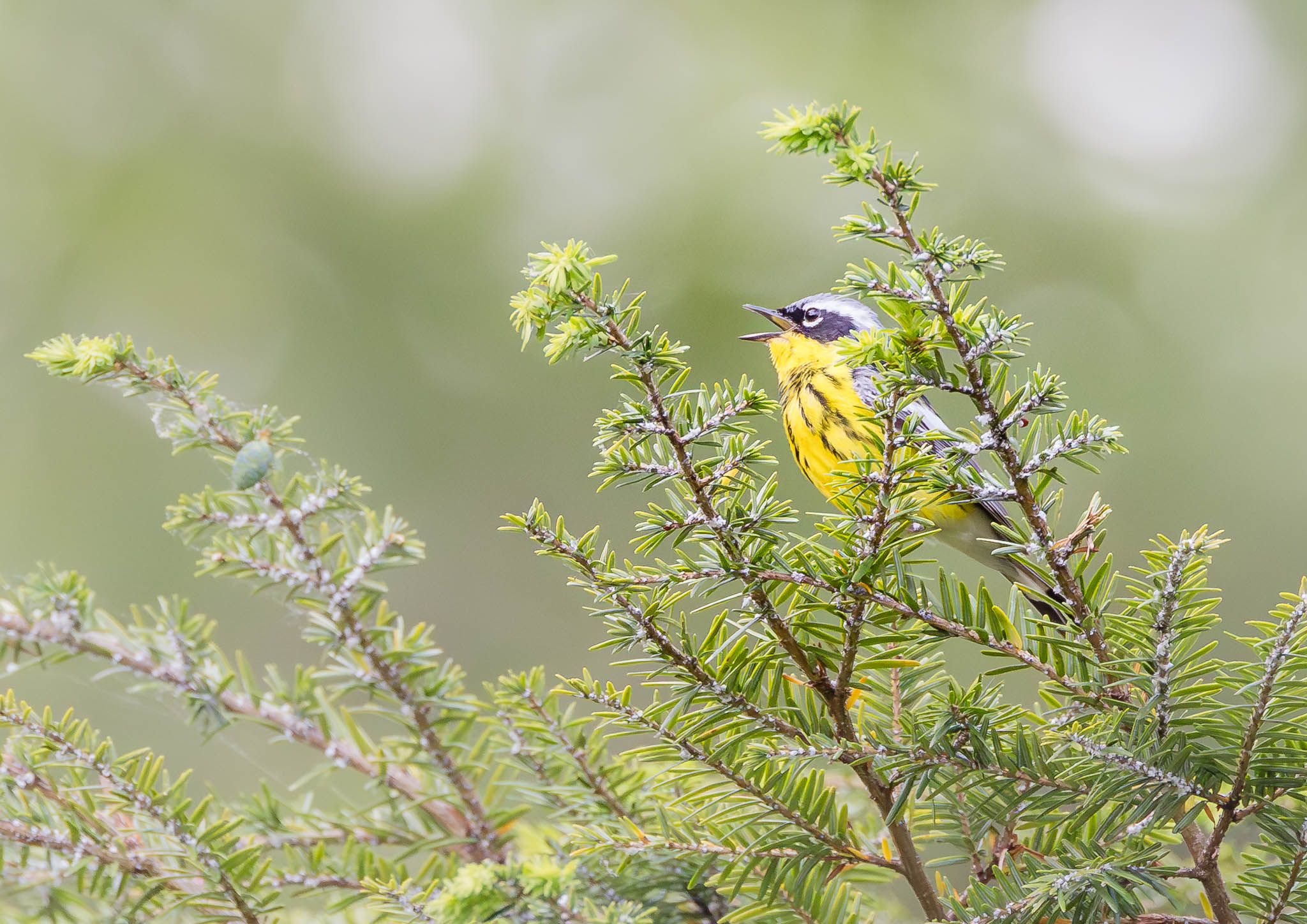 Magnolia Warbler