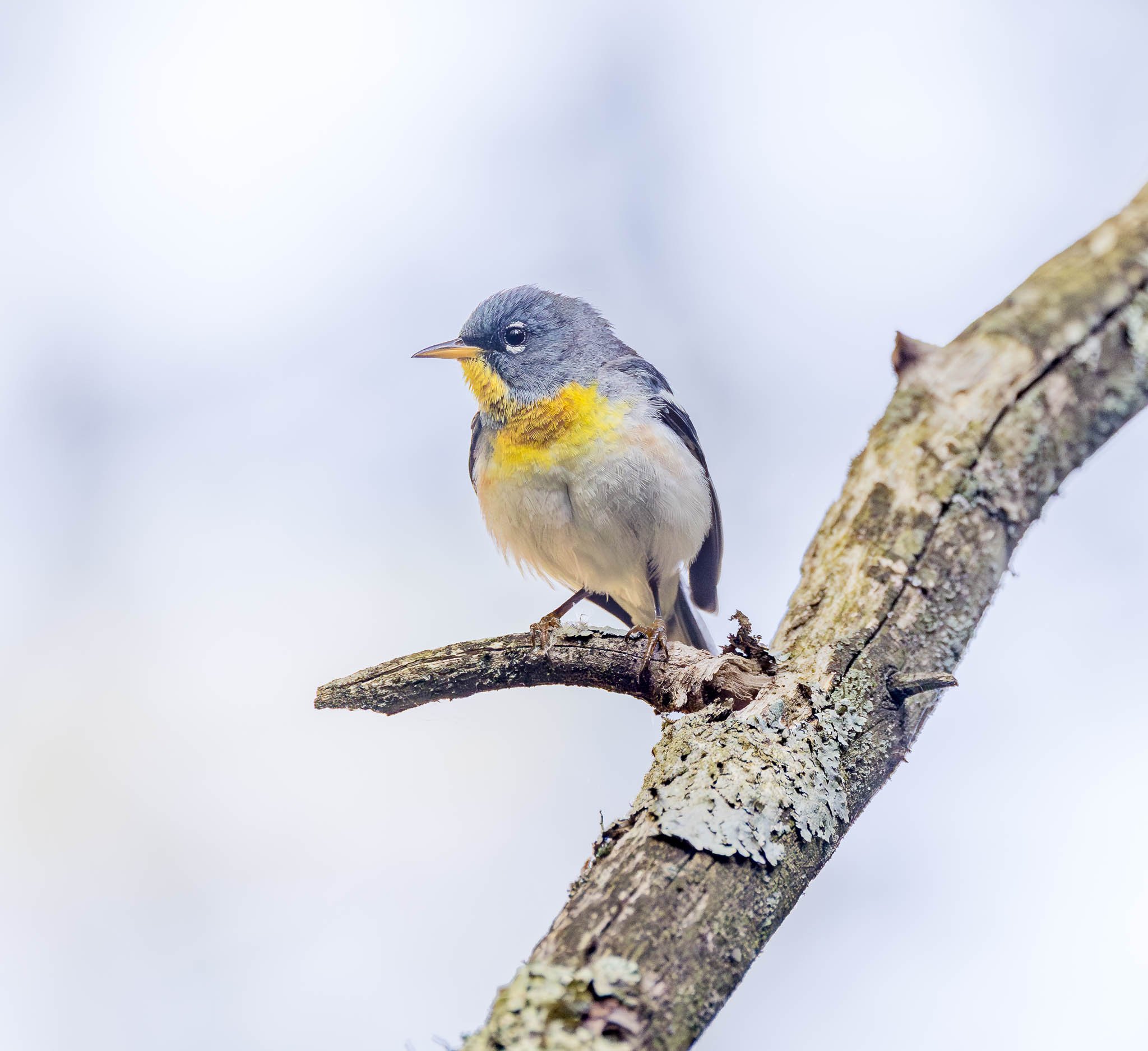 Northern Parula