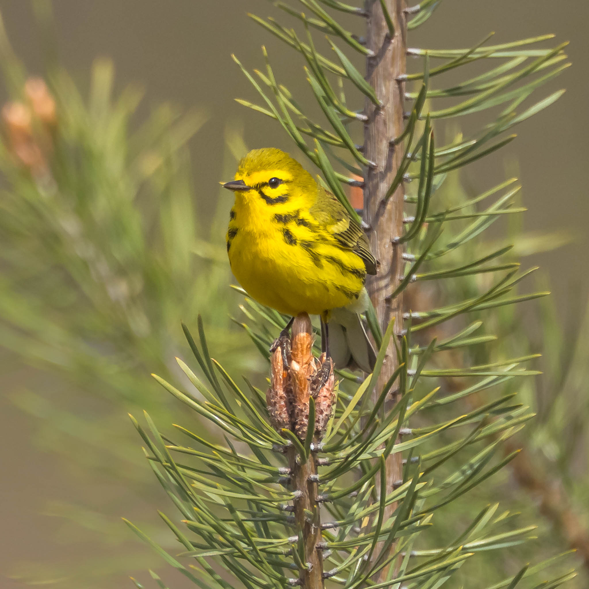Prairie Warbler