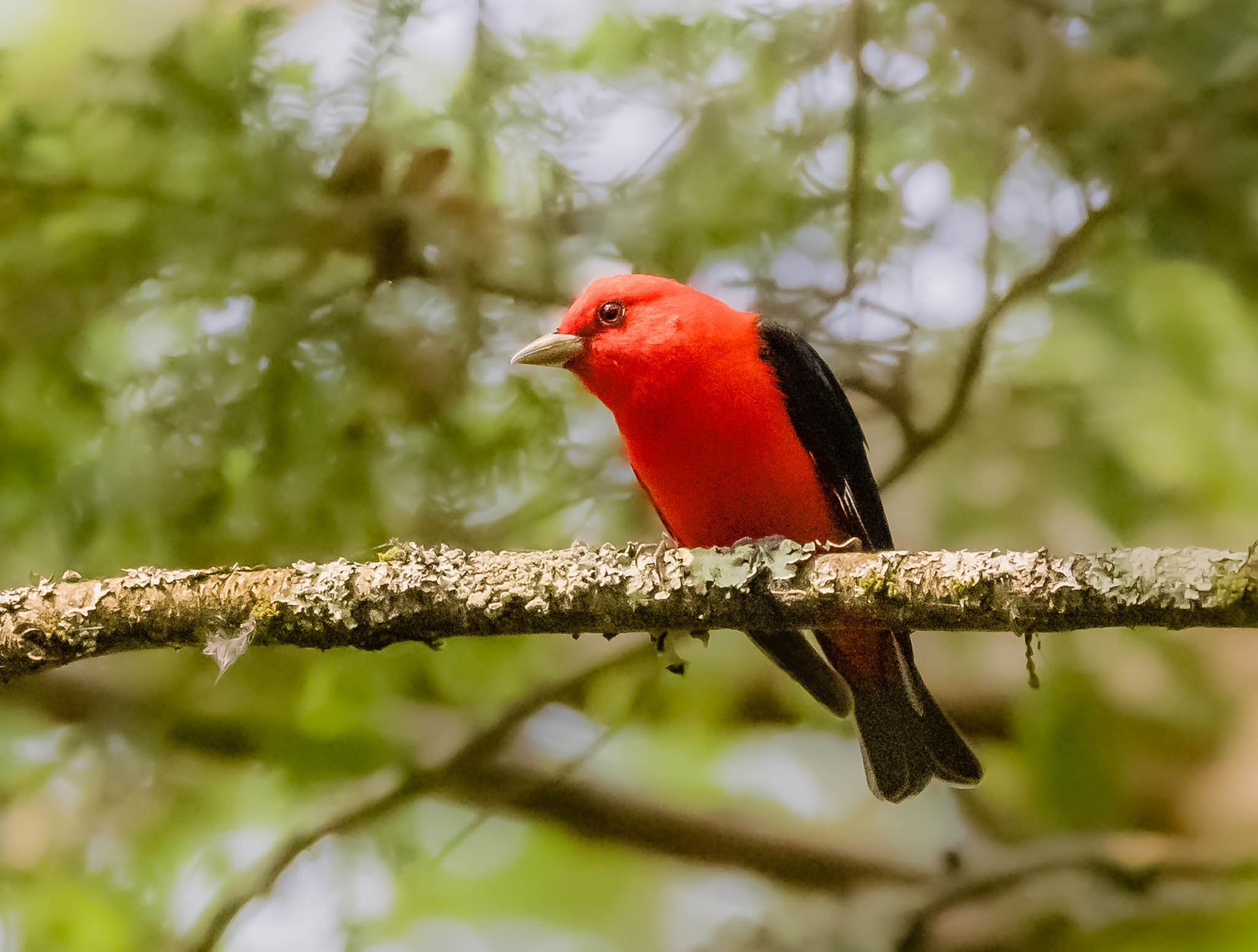 Scarlet Tanager