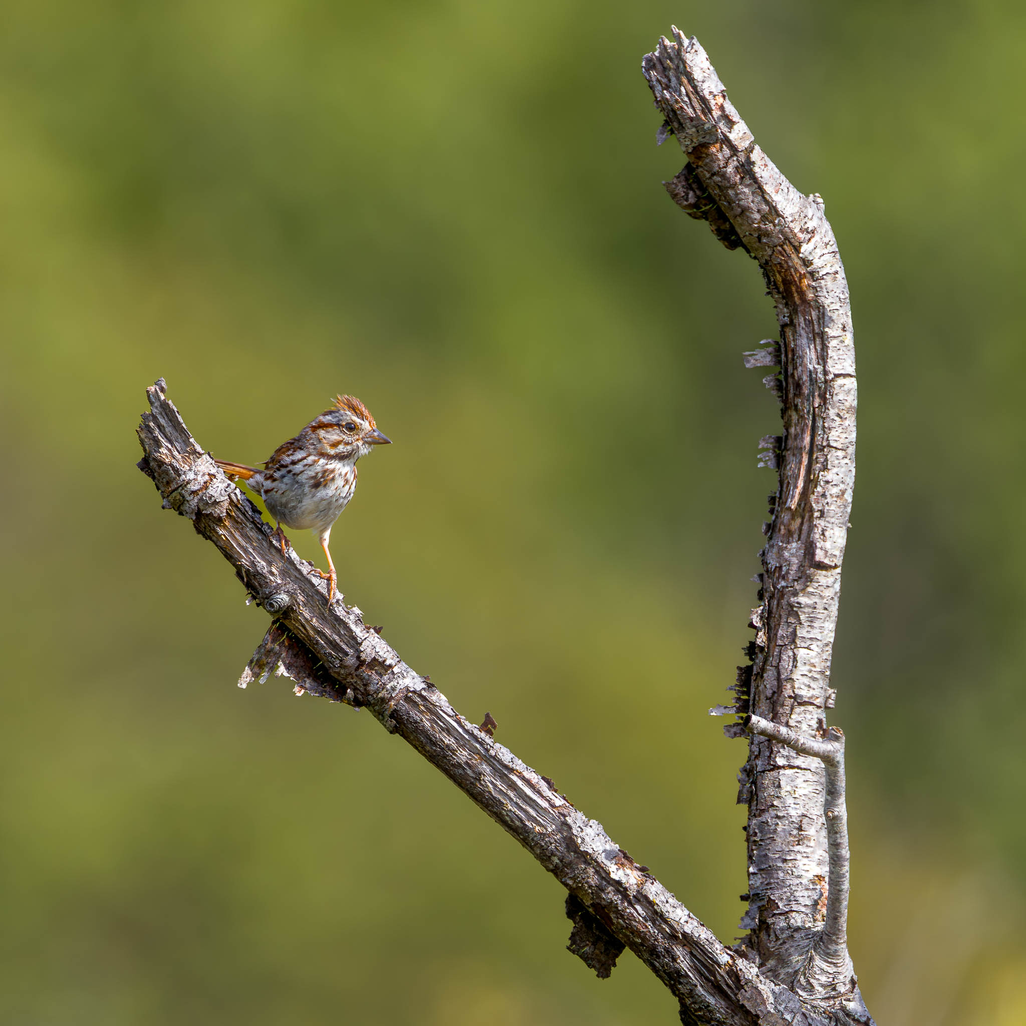 Song Sparrow