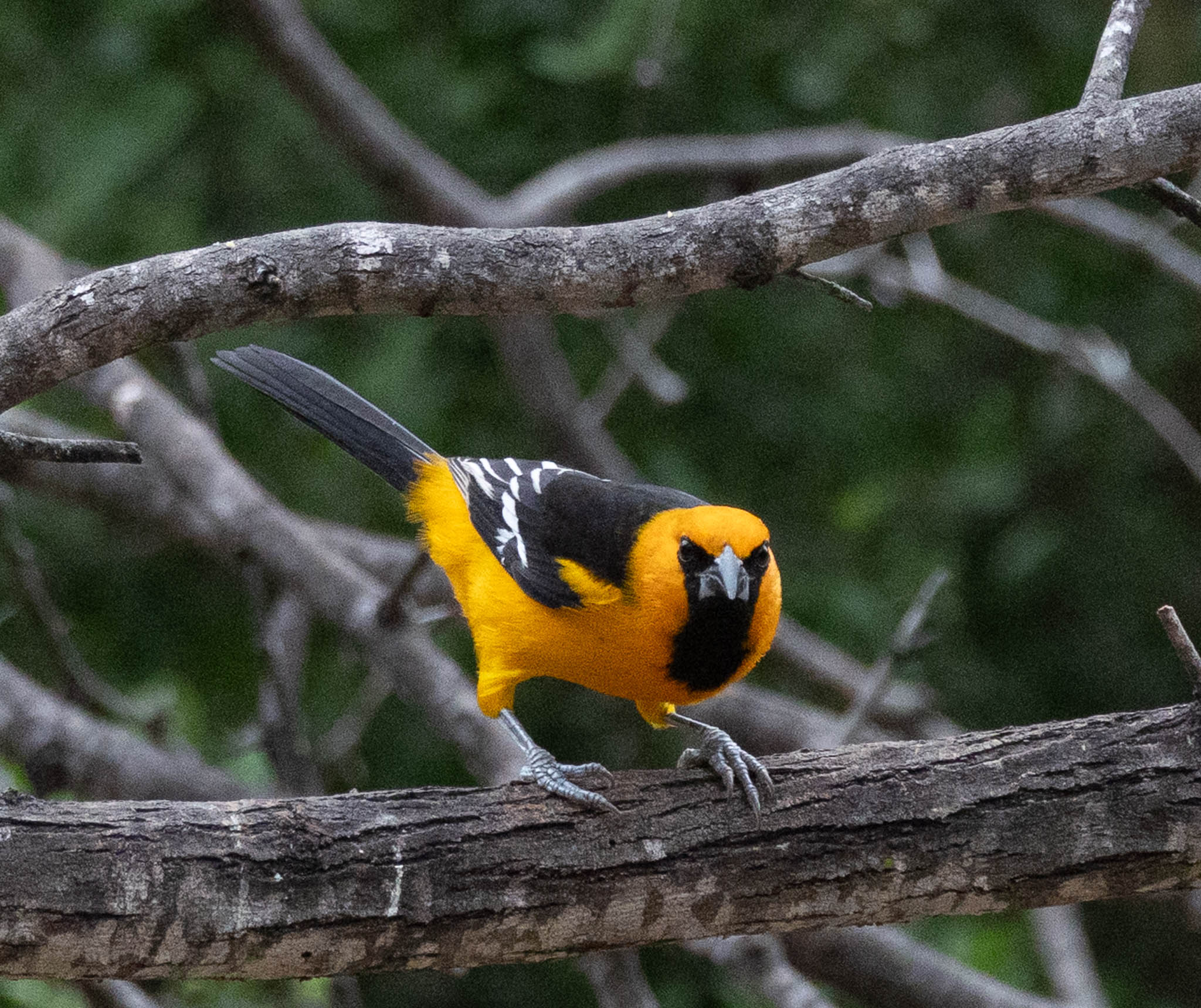 Altamira Oriole