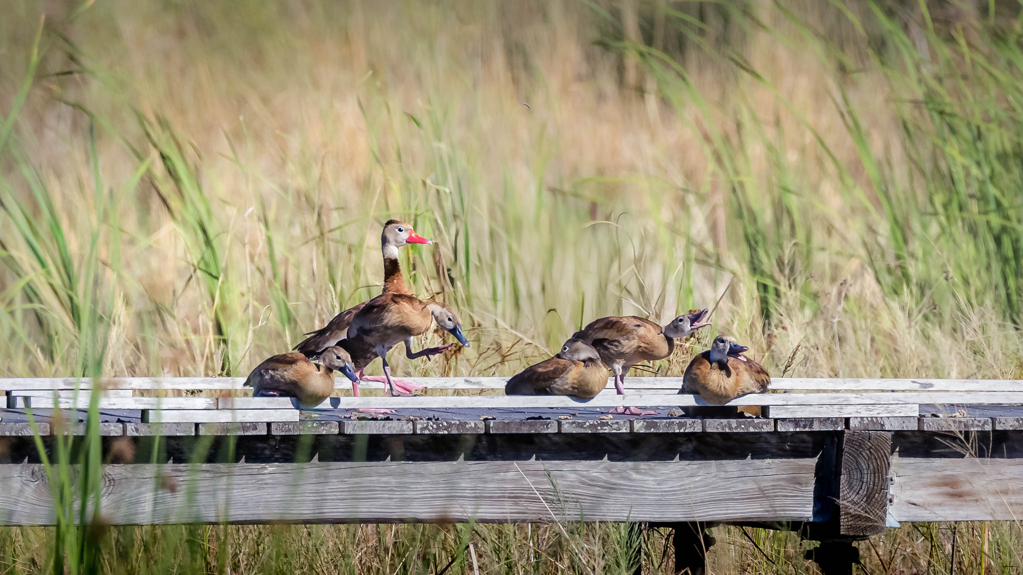 Black Bellied Whistling Duck