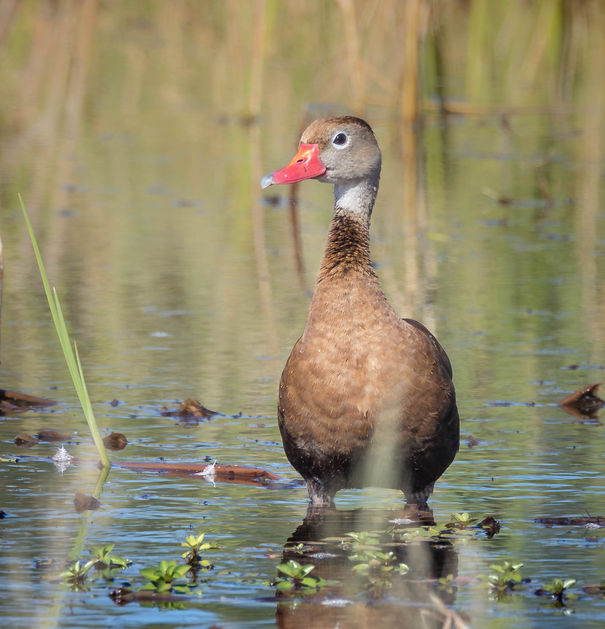 Black Bellied Whistling Duck