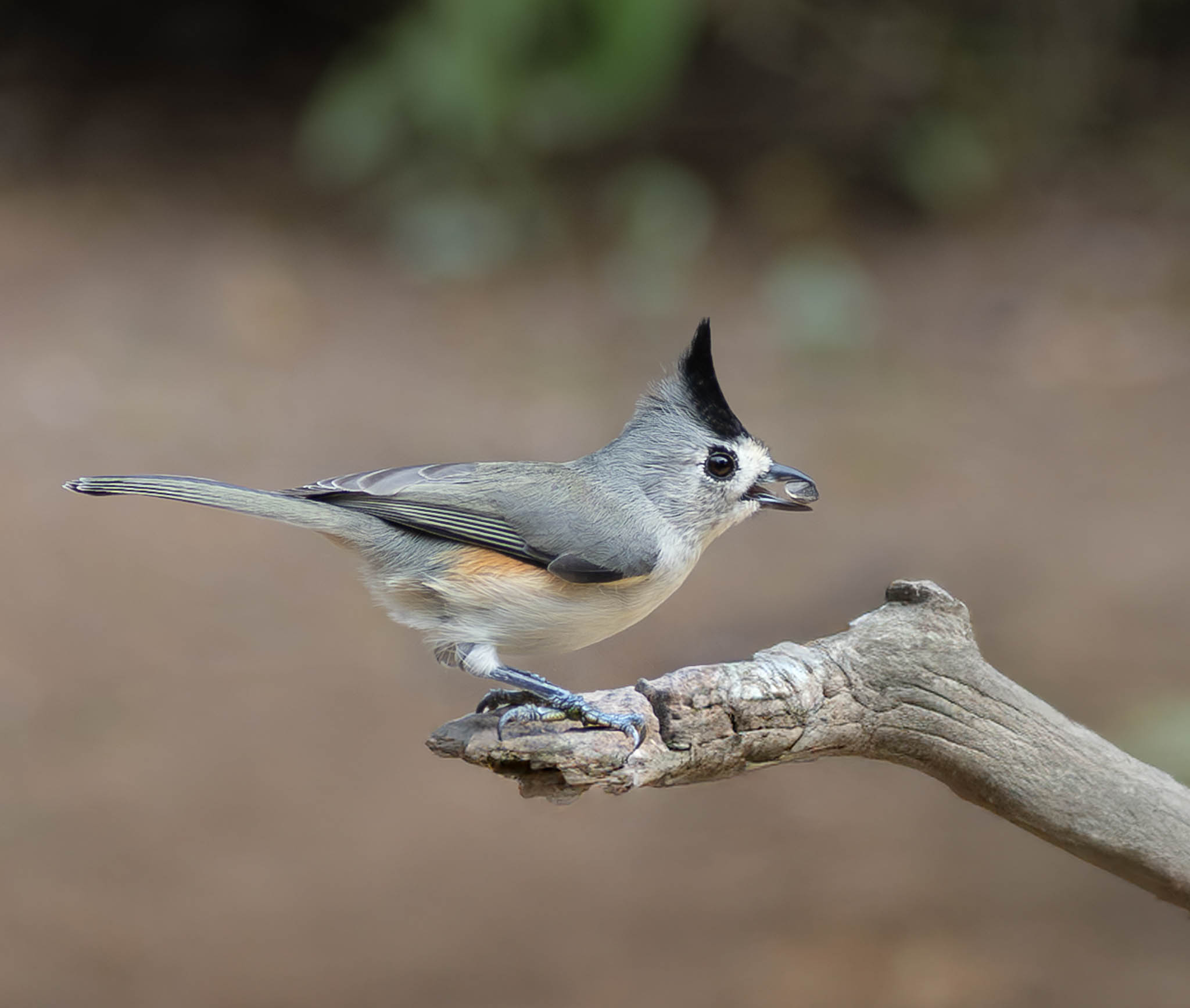 Black Crested Titmouse