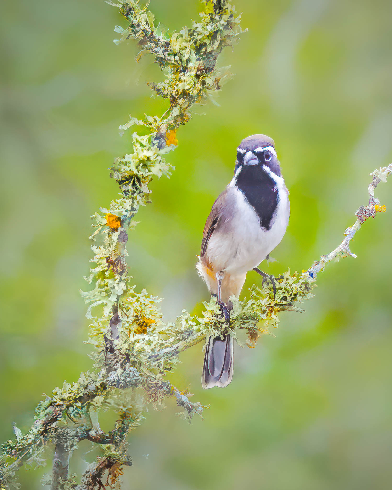 Black Throated Sparrow