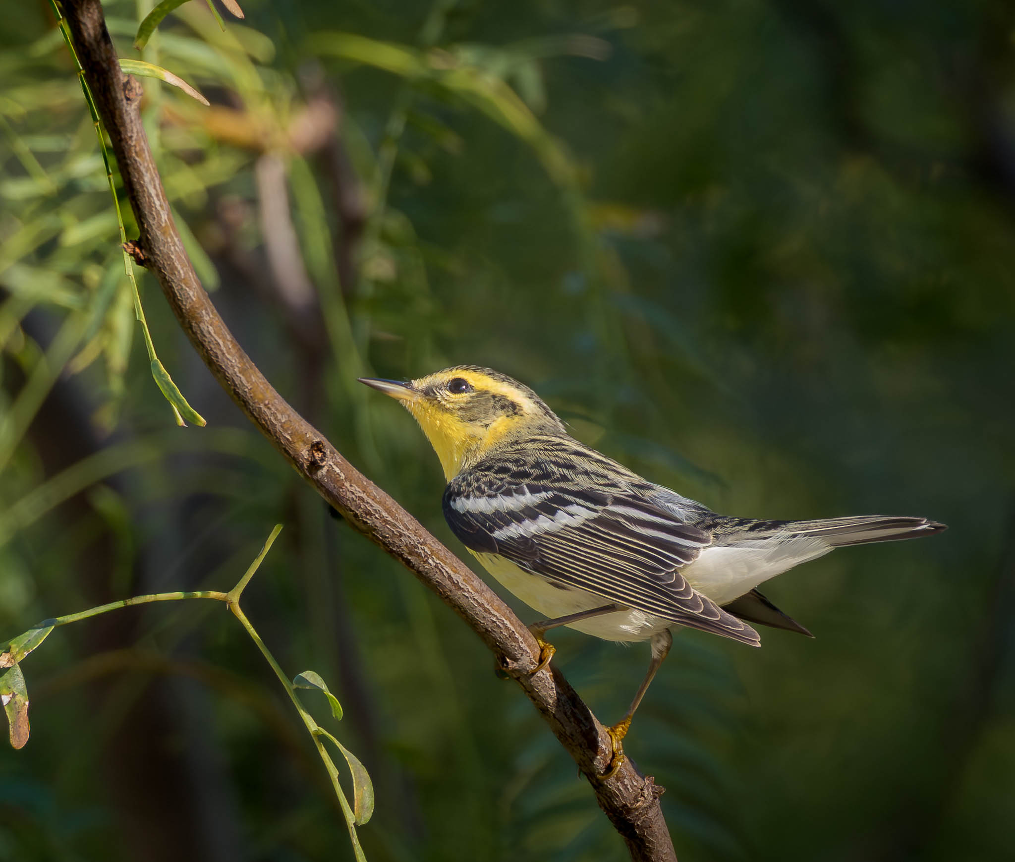 Blackburnian Warbler