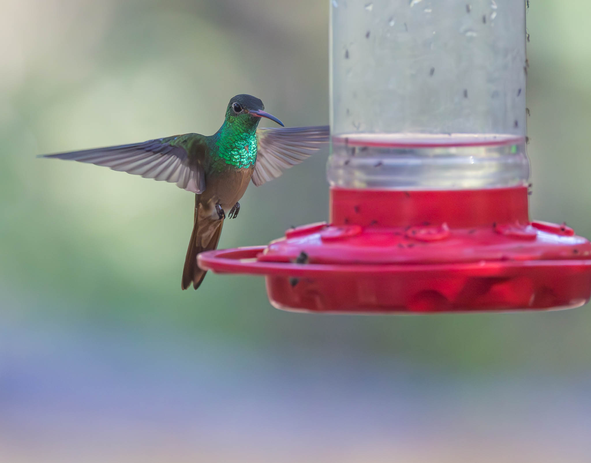 Buff Bellied Hummingbird