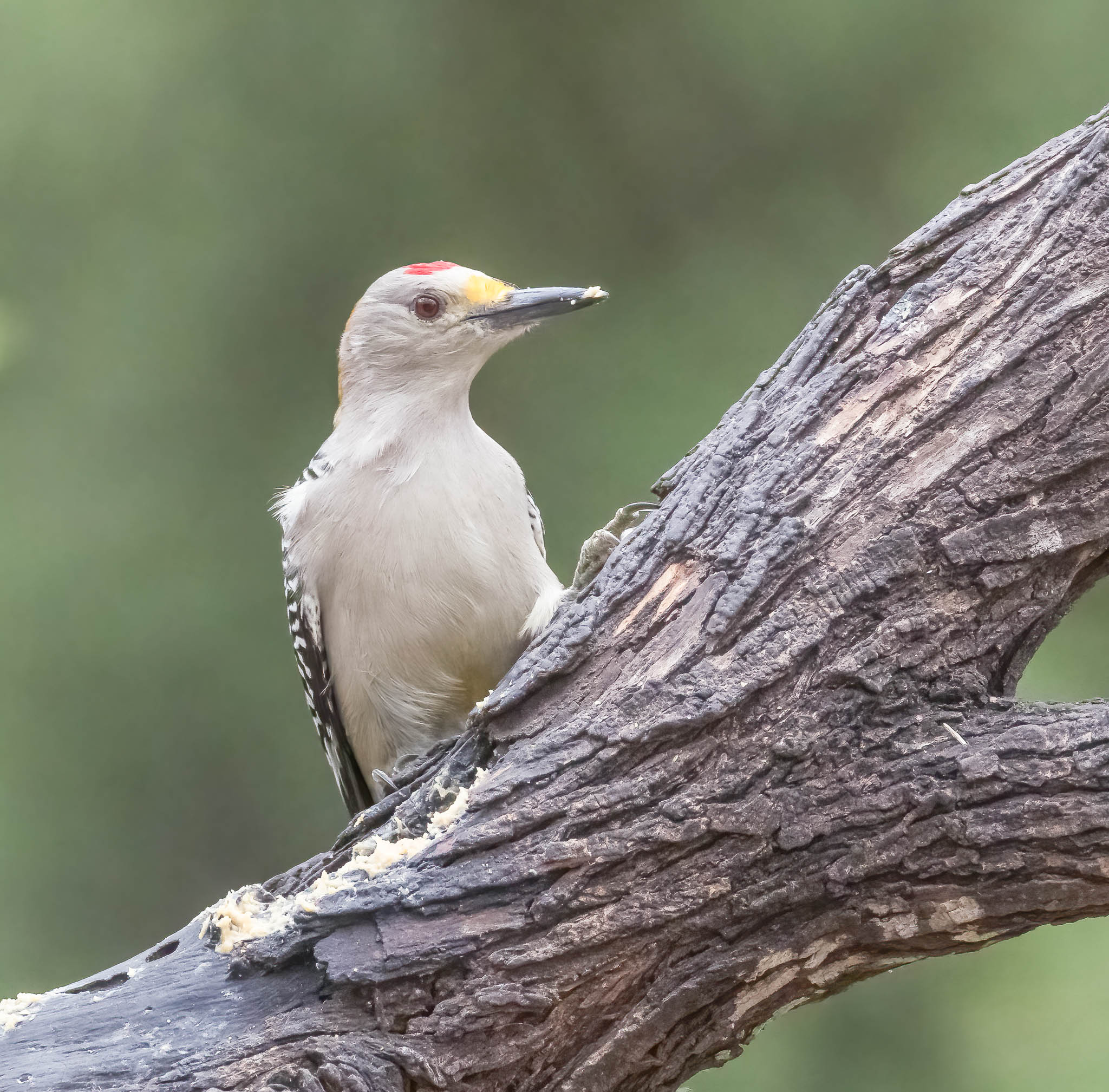 Golden Fronted Woodpecker