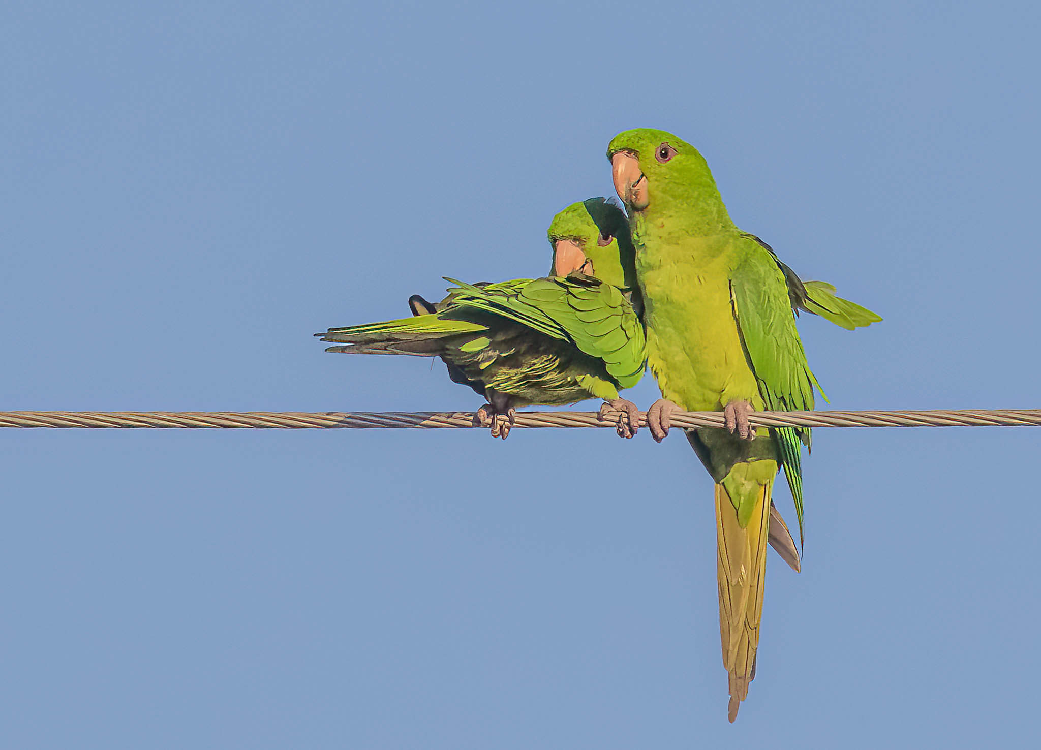 Green Parakeet