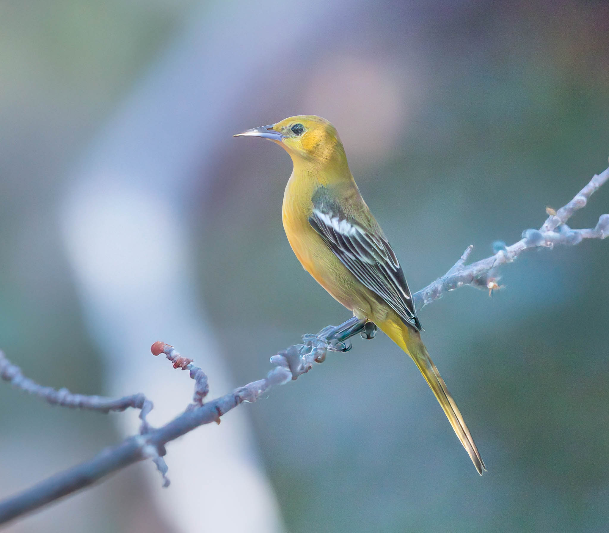 Hooded Oriole Female
