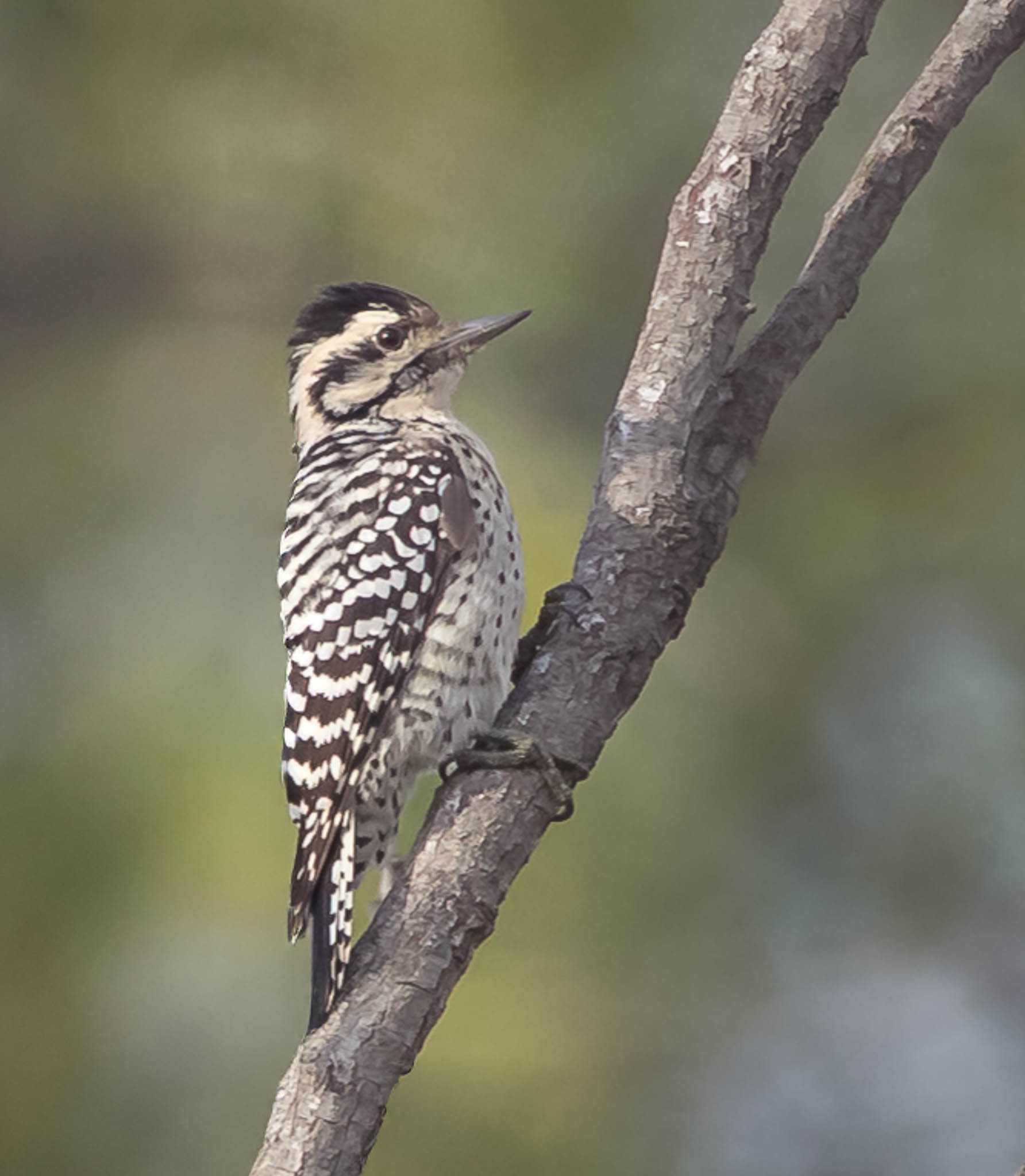 Ladder Backed Woodpecker