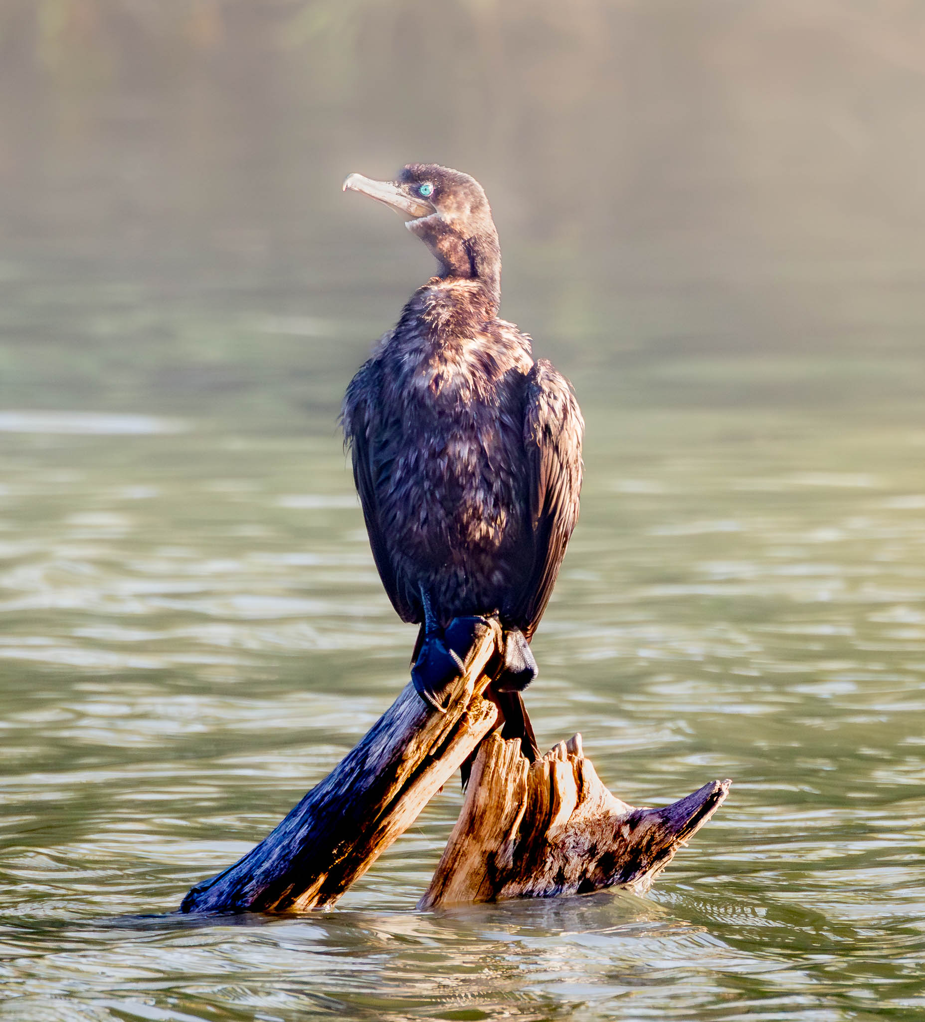 Neotropic Cormorant