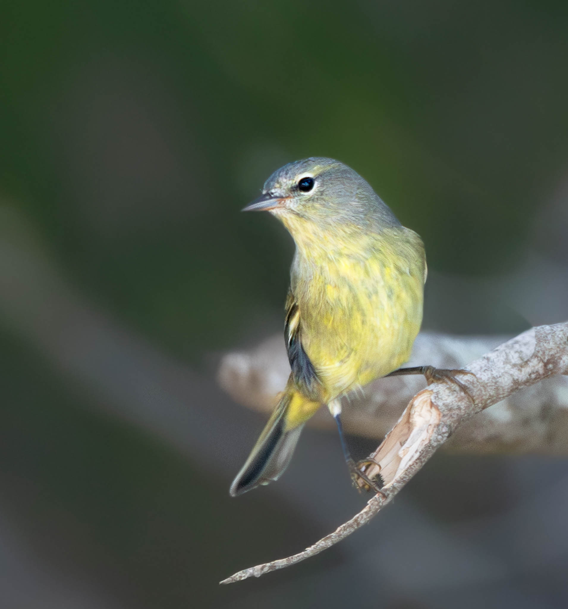 Orange Crowned Warbler