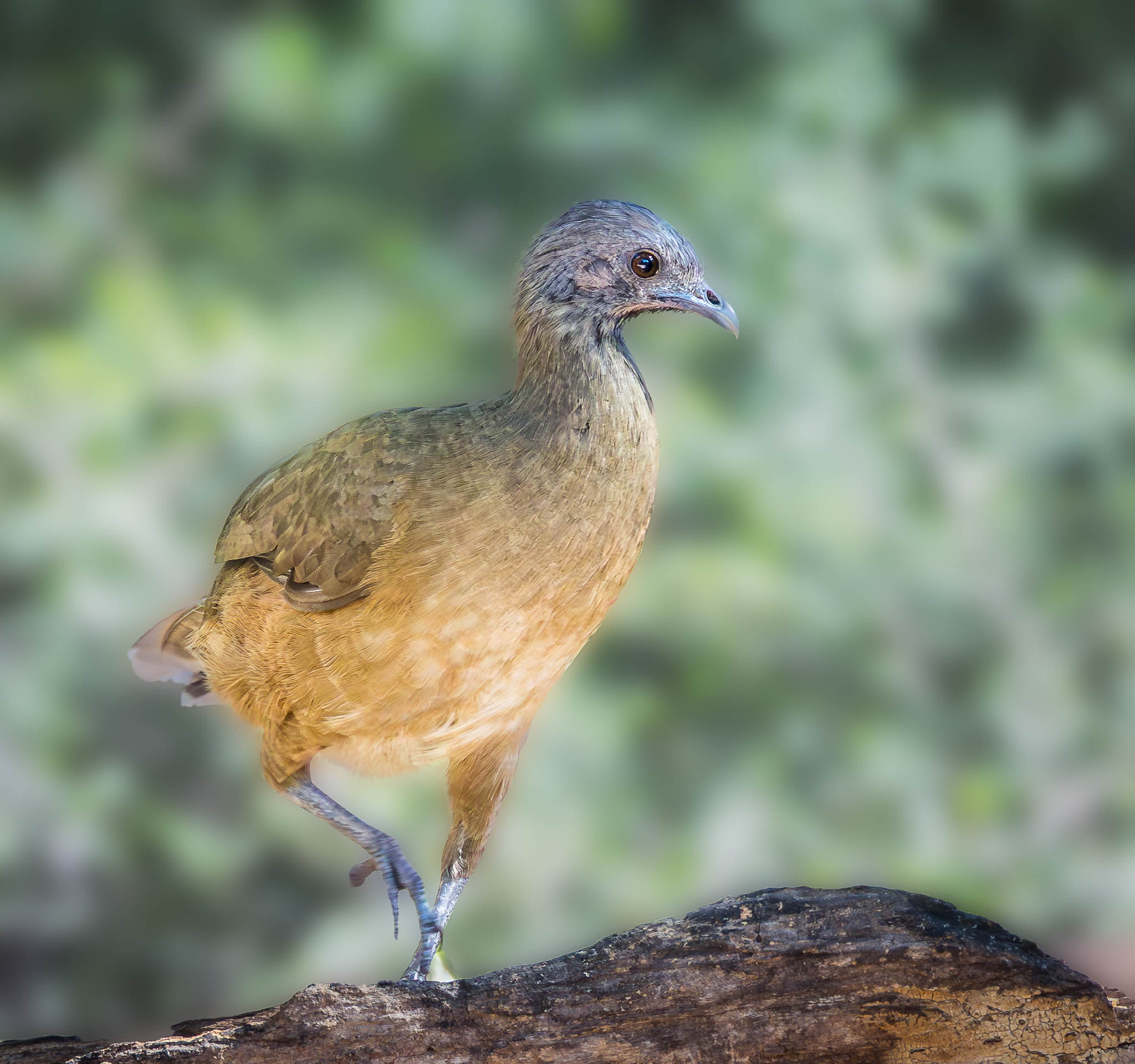 Plain Chachalaca