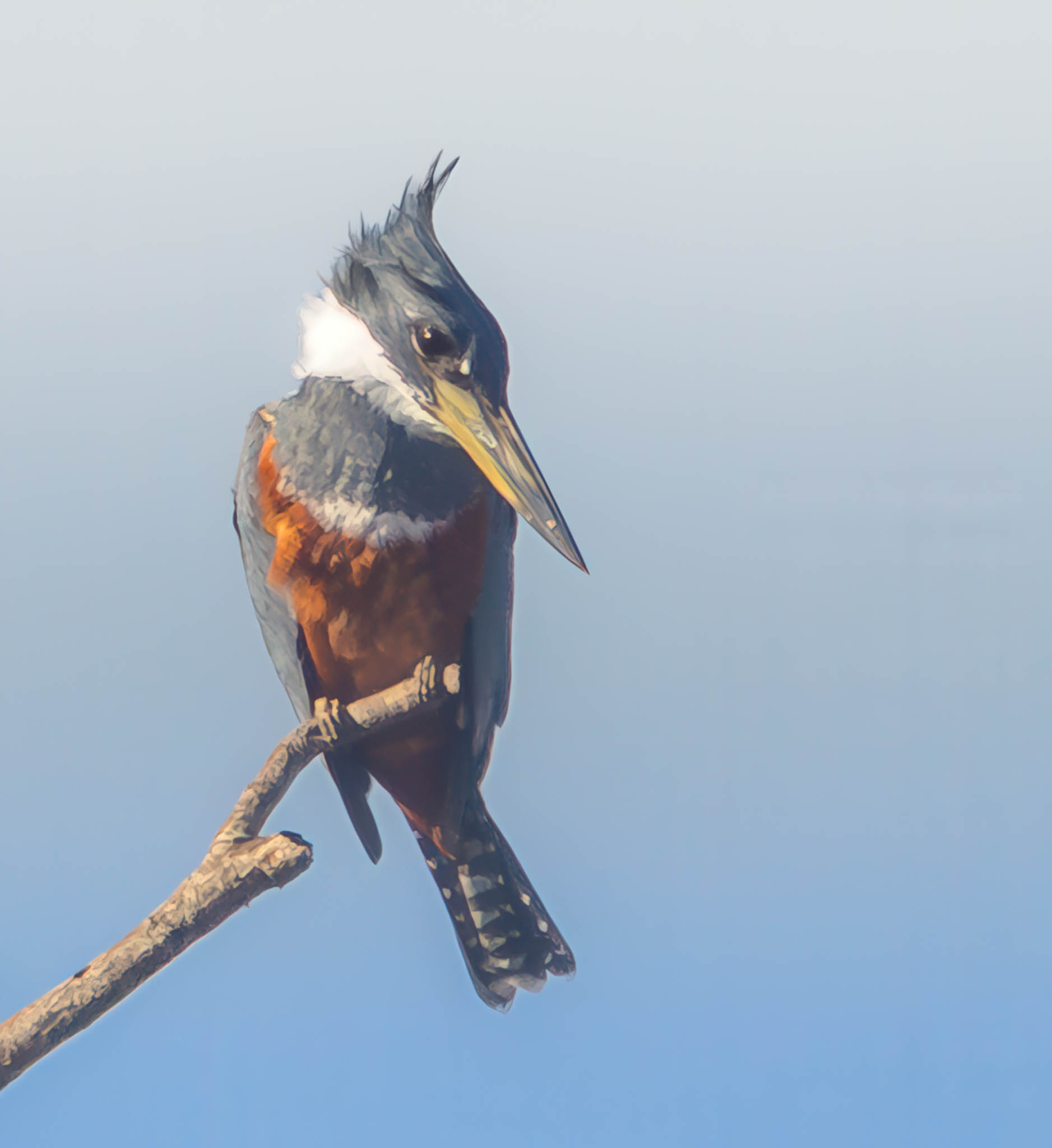 Ringed Kingfisher