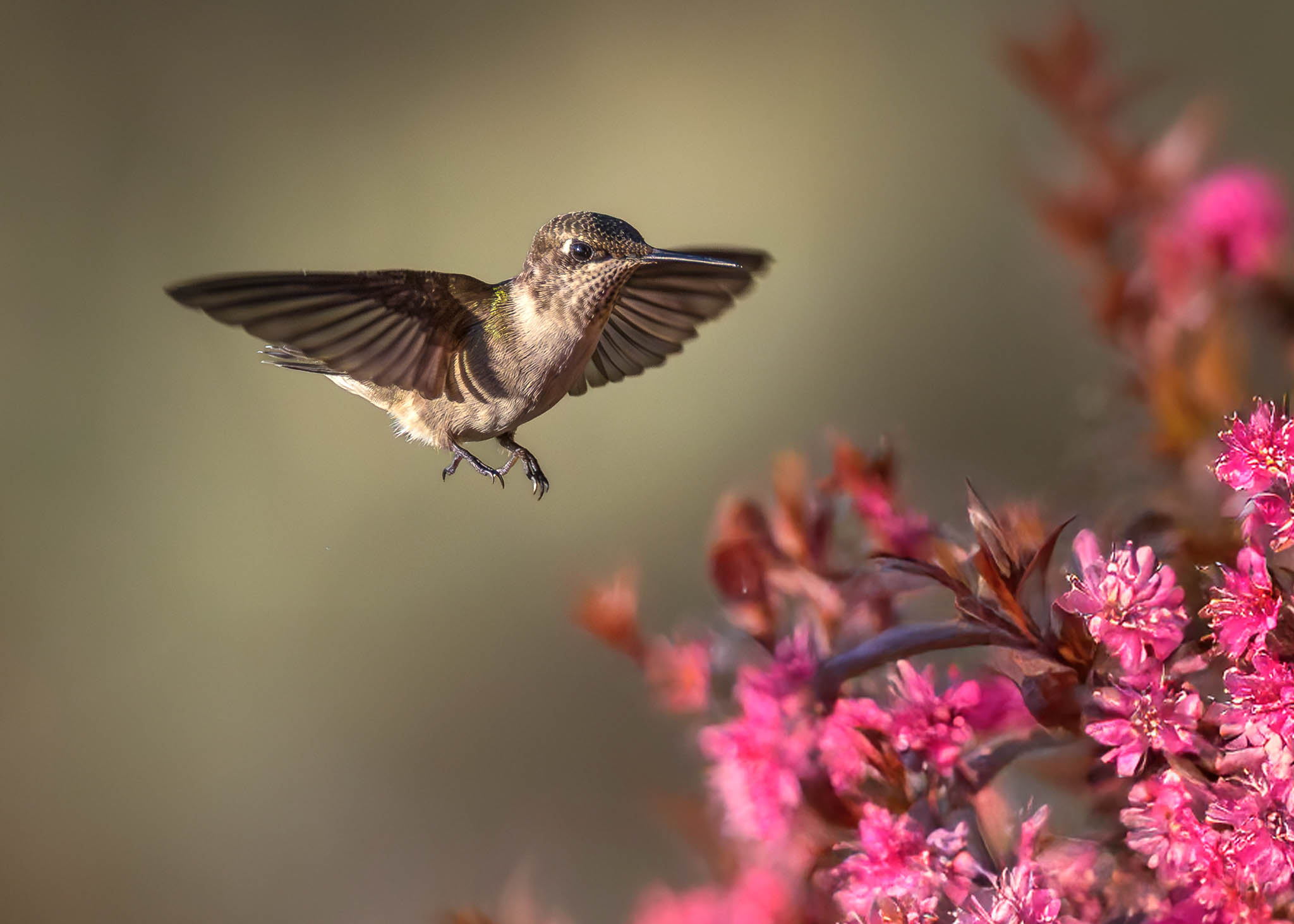 Ruby Throated Hummingbird
