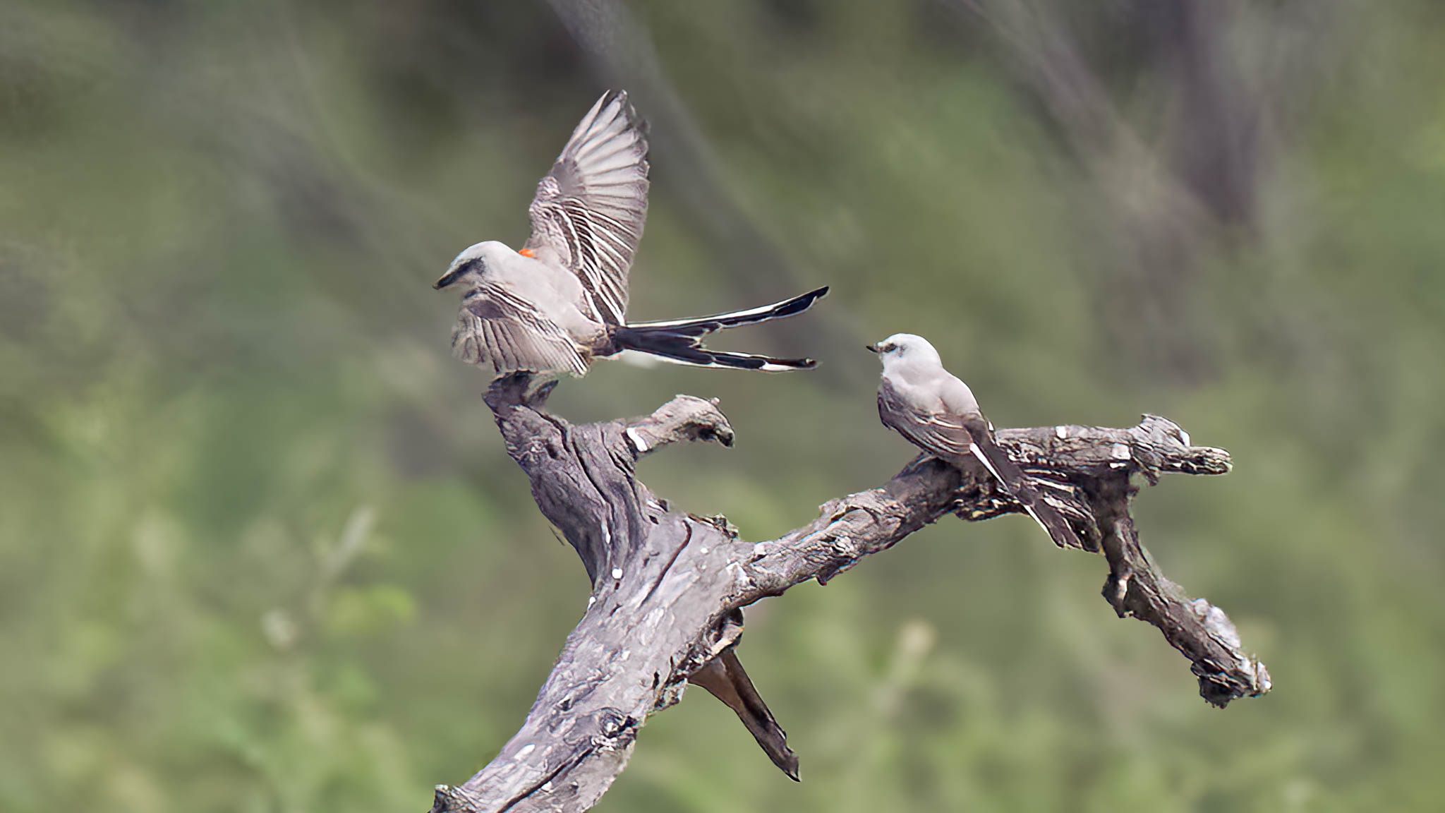 Scissor Tailed Flycatcher