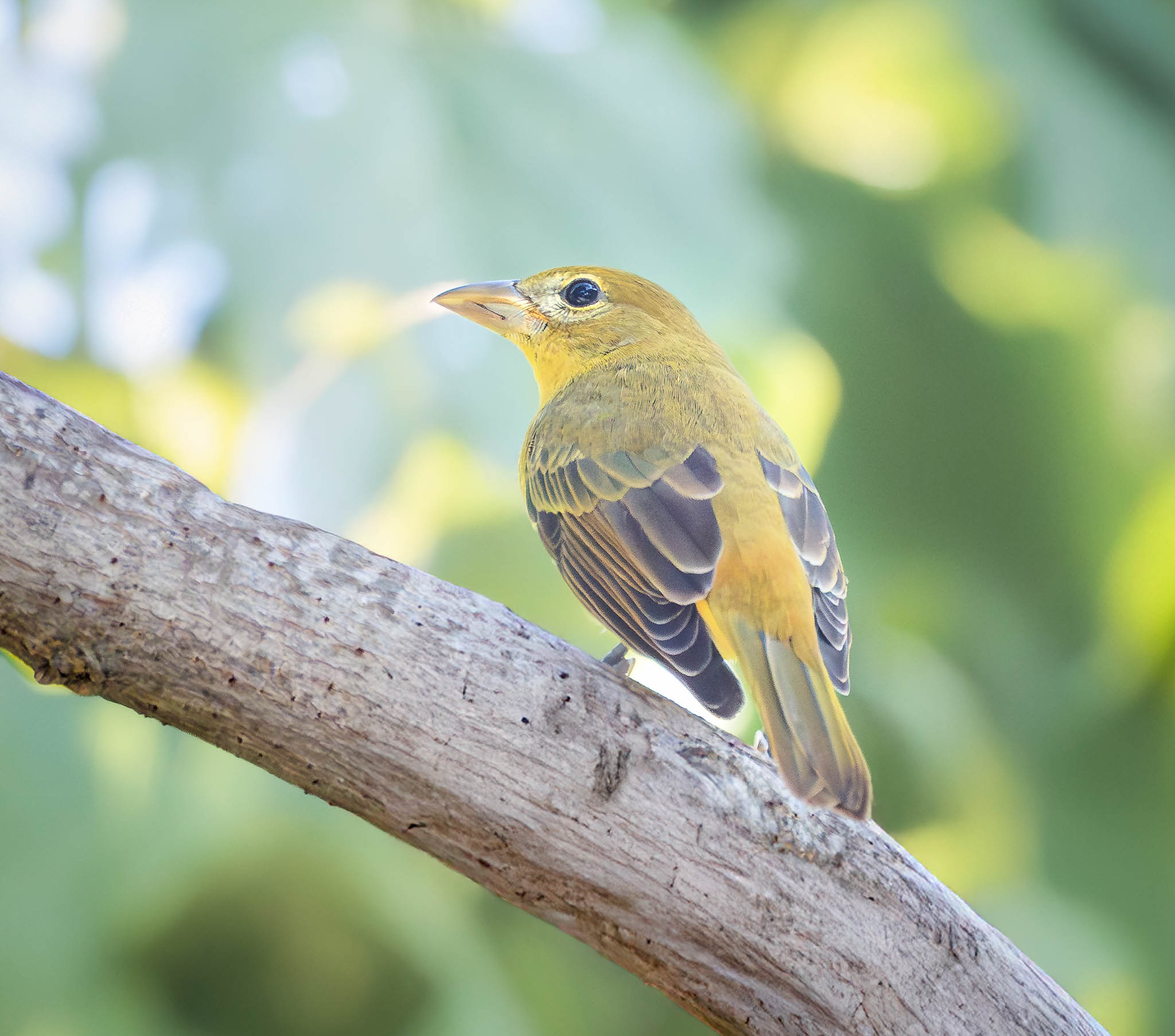 Summer Tanager